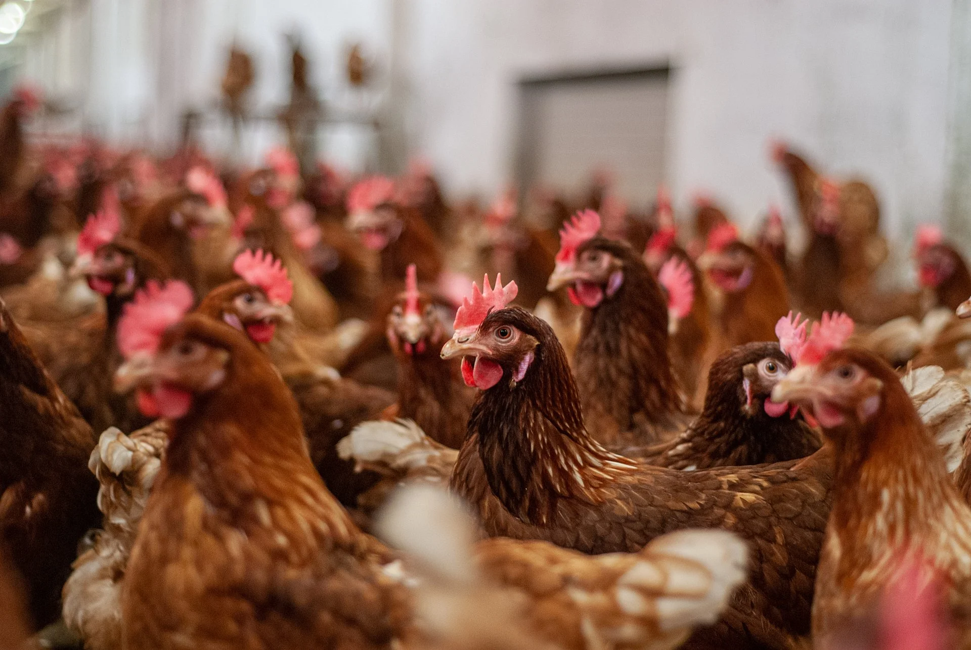 Beyond the climate trade-off: why animal welfare and planetary health should not be treated as competing goals
