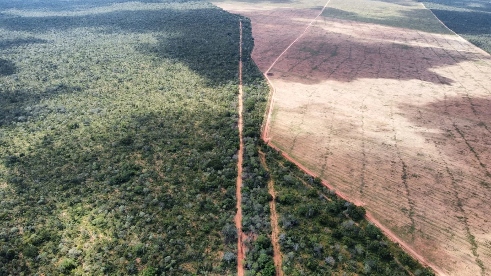 Stop Financing Factory Farming Victory: IFC Cancels $20M Loan to Agribusiness in Brazil. Now, What Next?