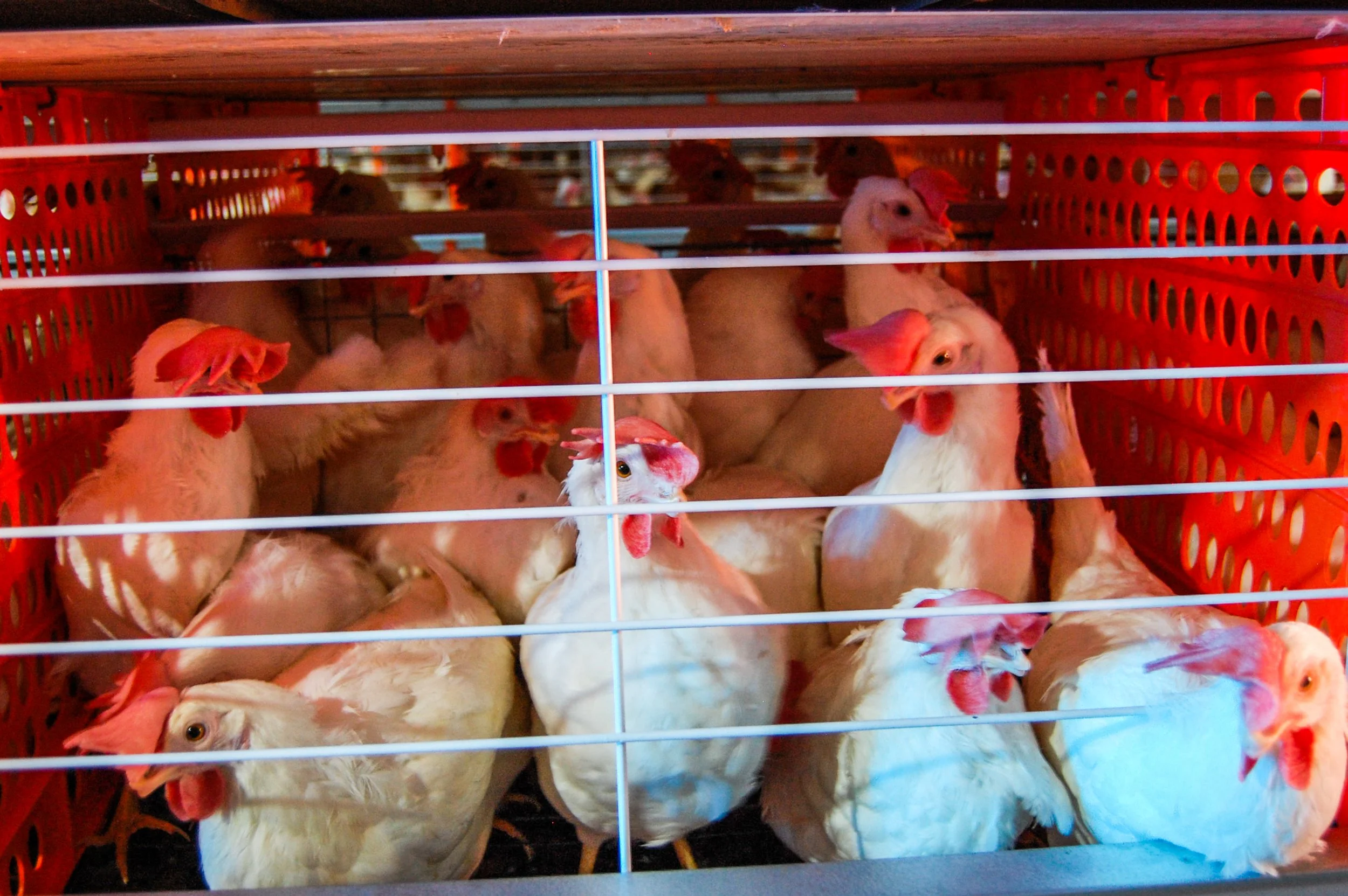 brazilmoreeggfarms-28-of-70jpg.jpg