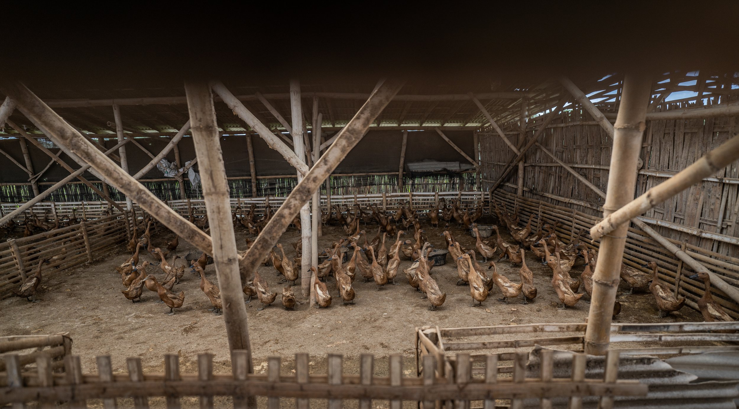 duck farm indonesia-106.jpg
