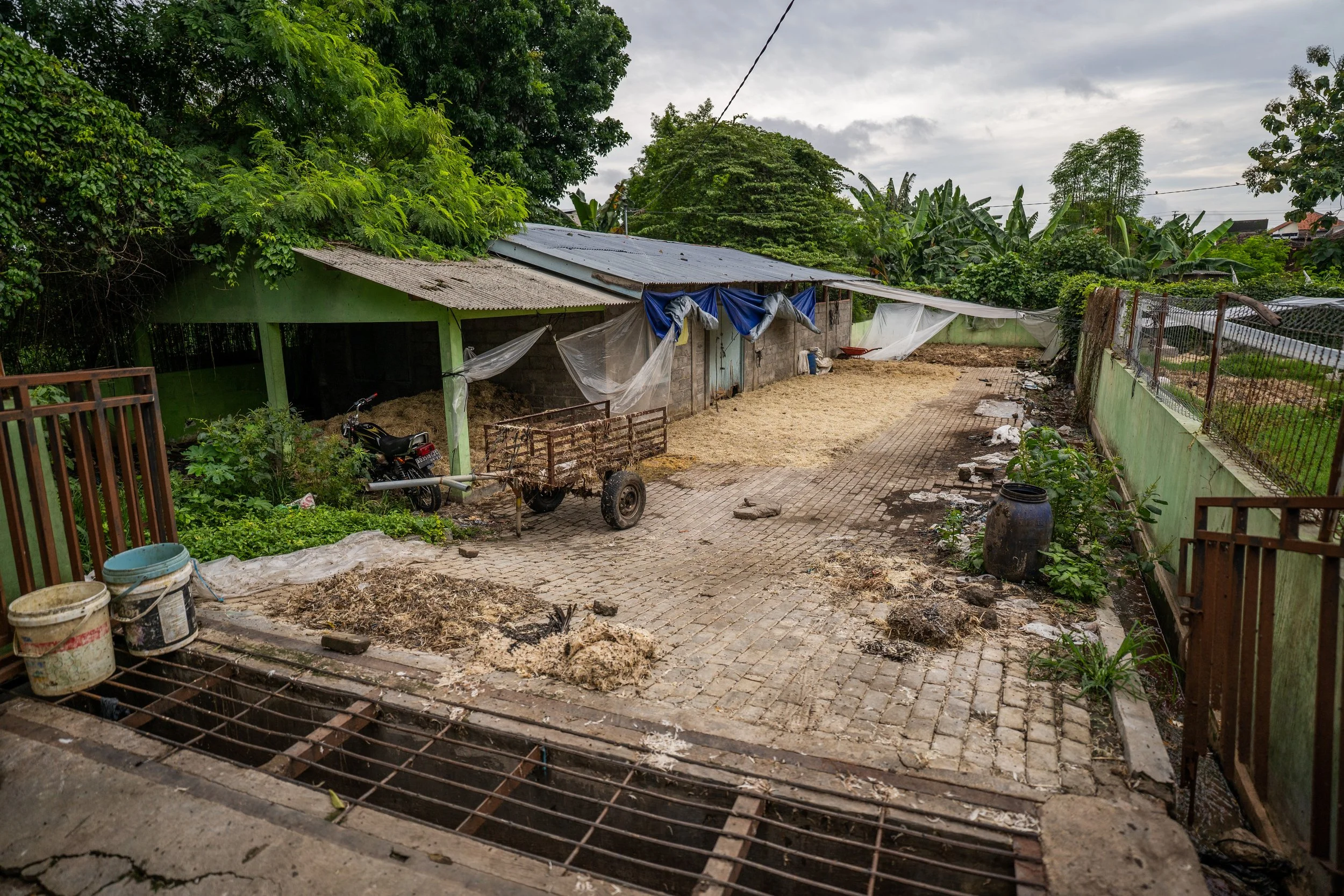 duck farm indonesia-62.jpg
