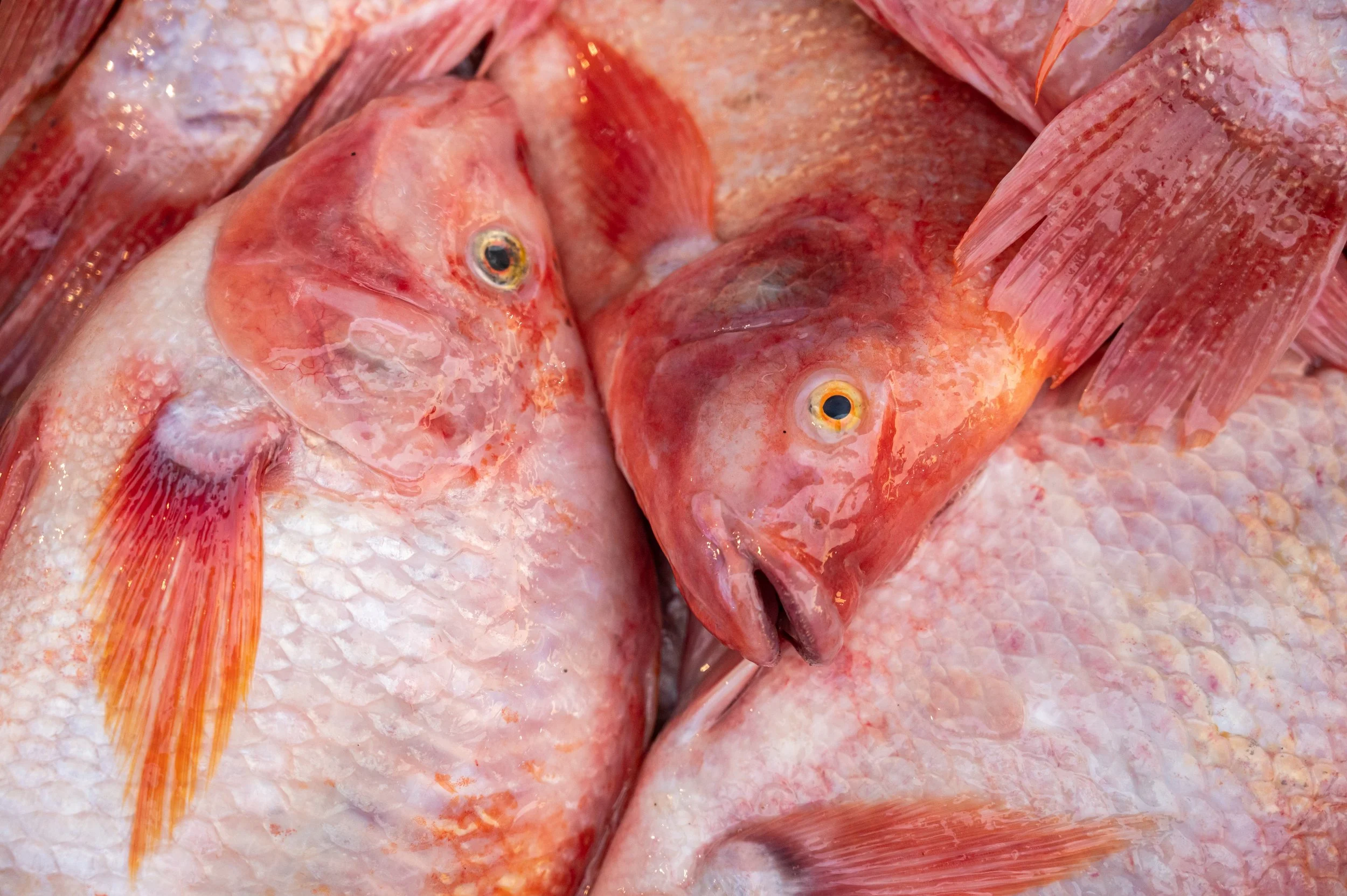 fish farm thailand-105.jpg