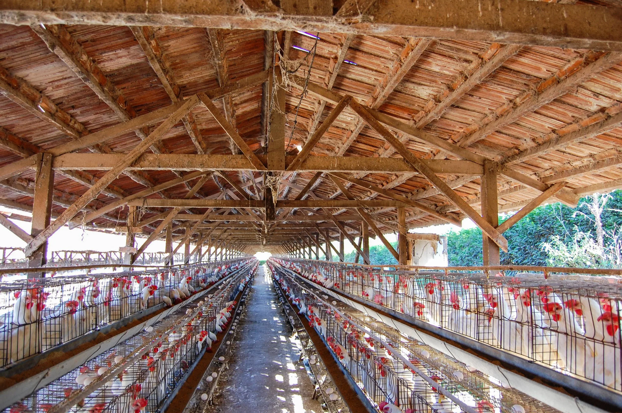 brazilmoreeggfarms-12-of-70jpg.jpg