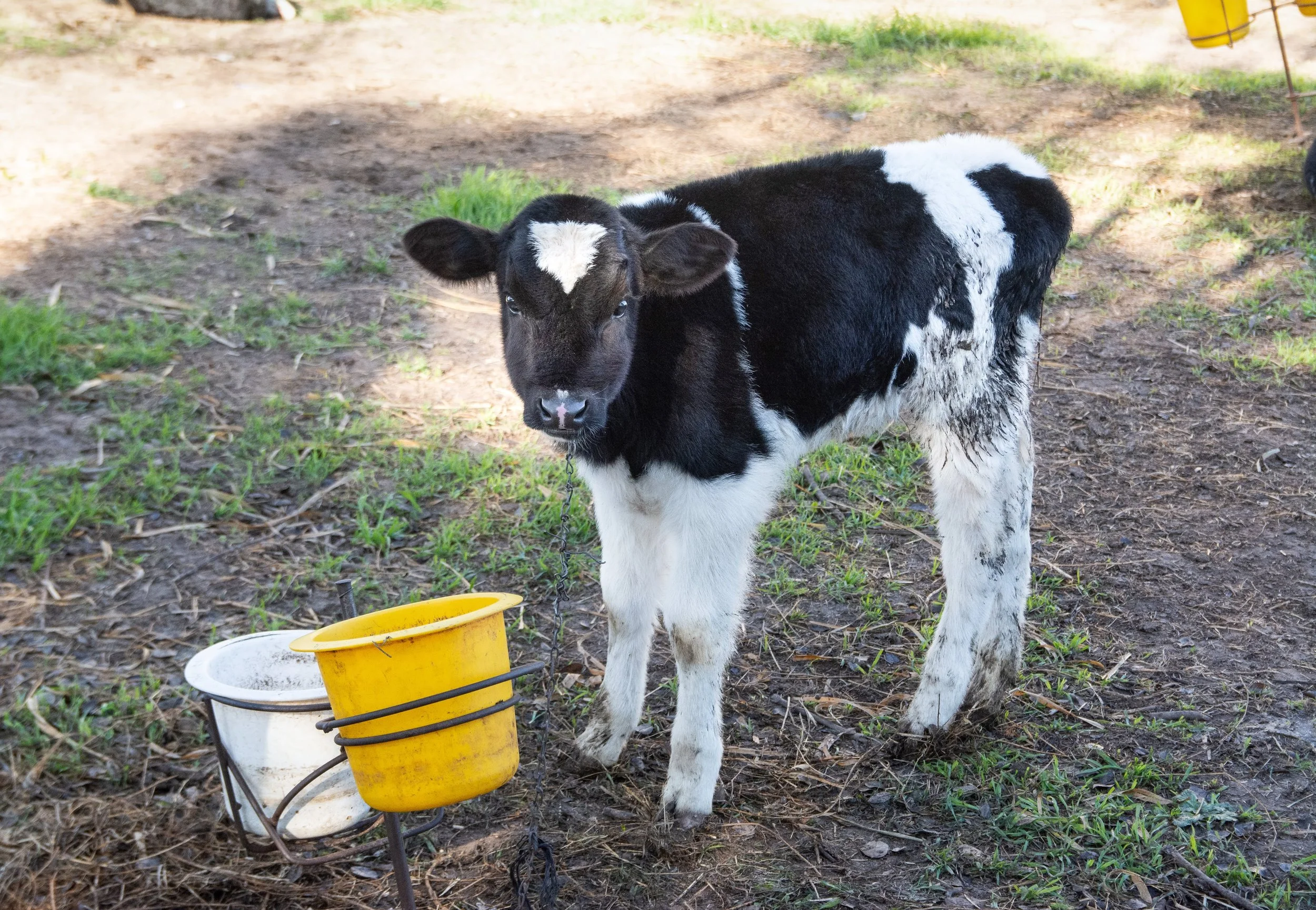 Argentinian dairy farms (2019)