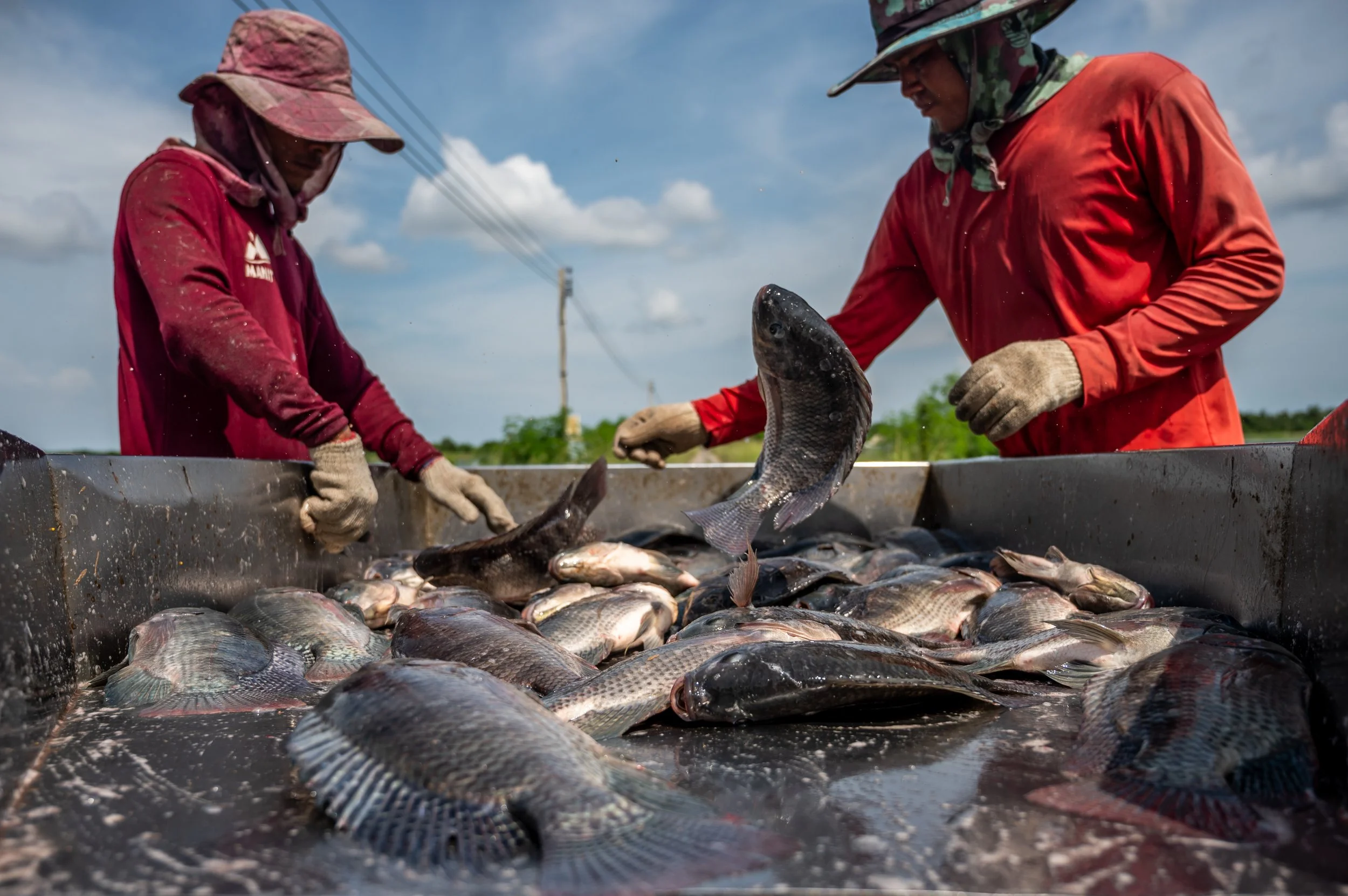 fish farm thailand-76.jpg