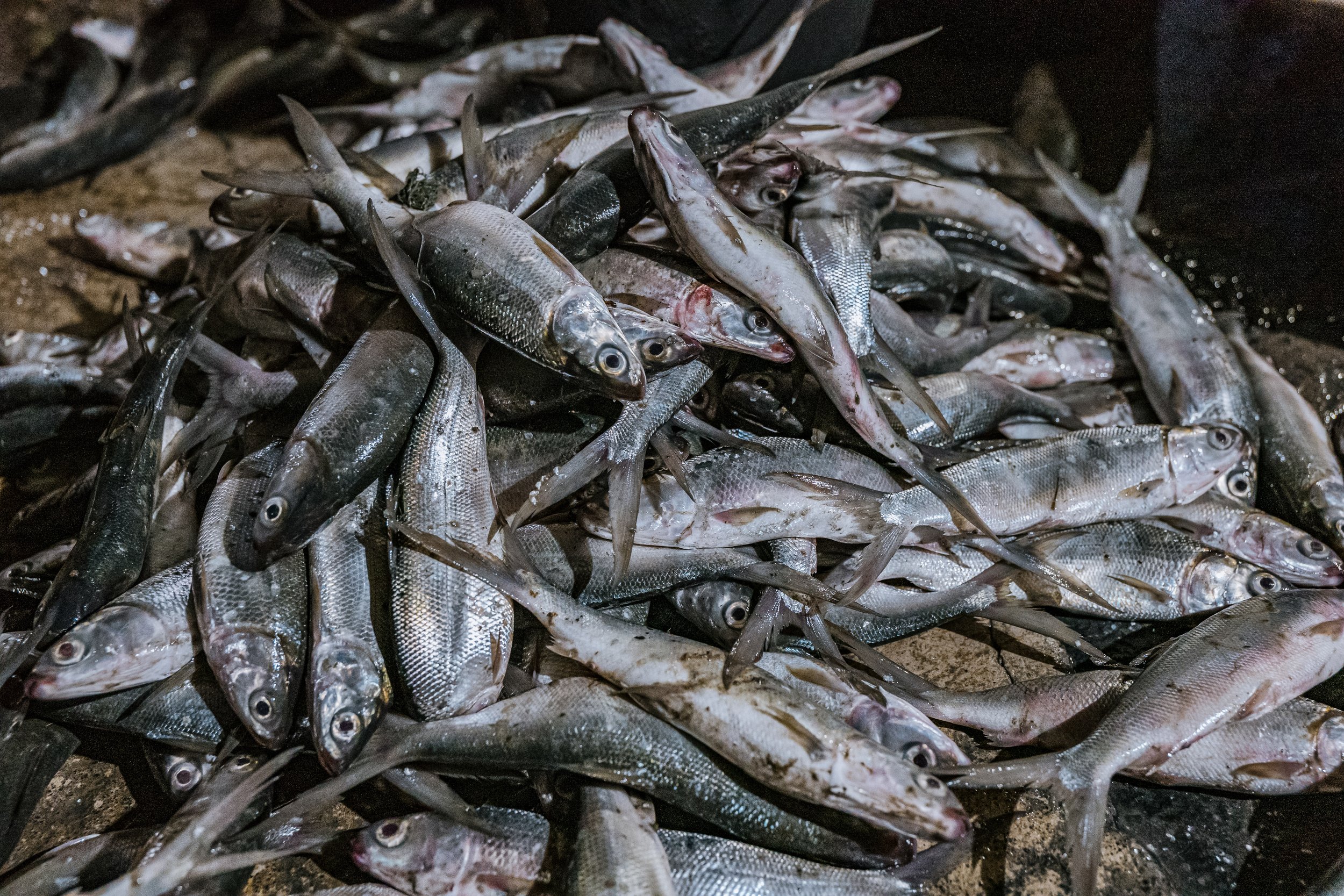 fish farm indonesia-27.jpg