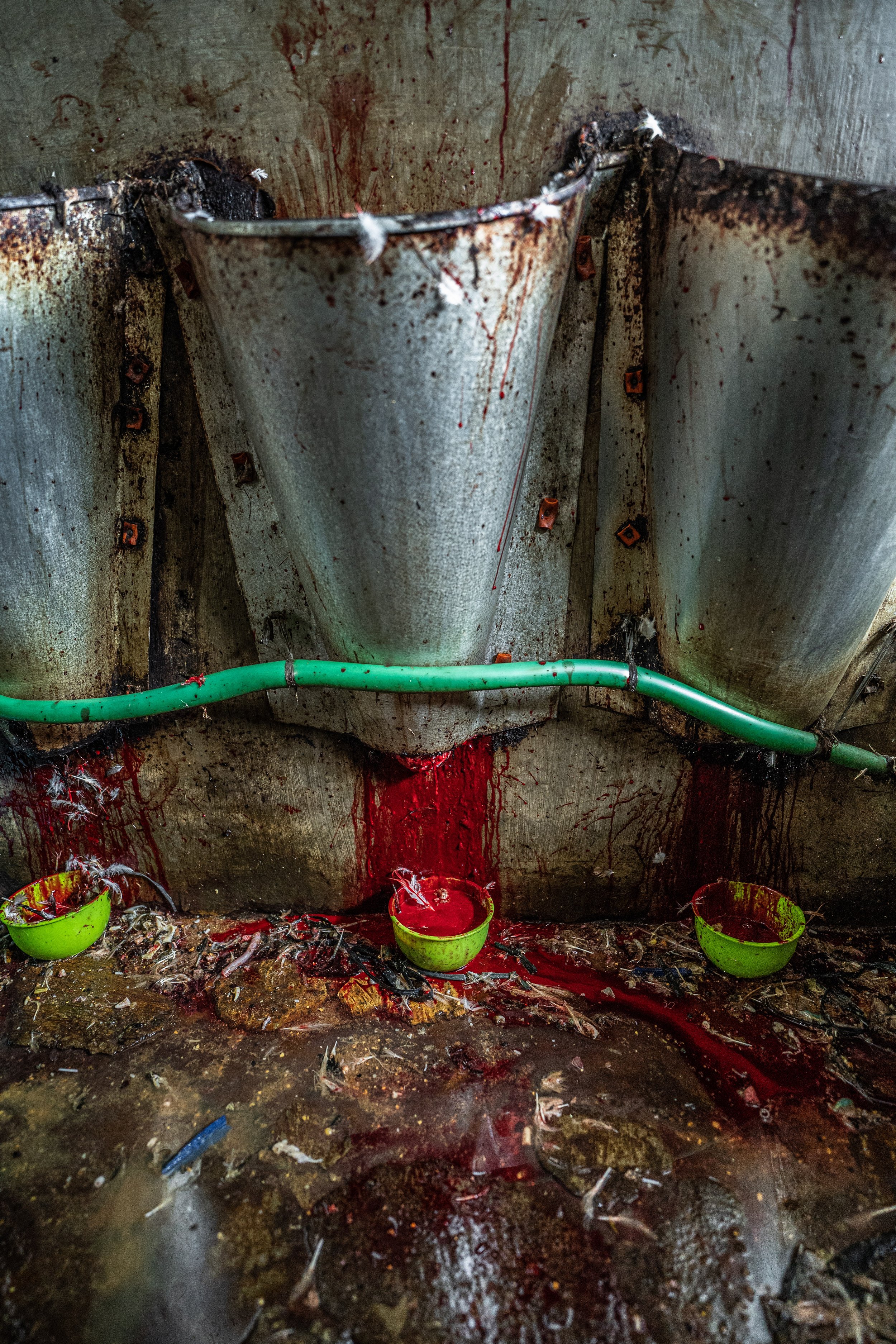 duck farm indonesia-81.jpg