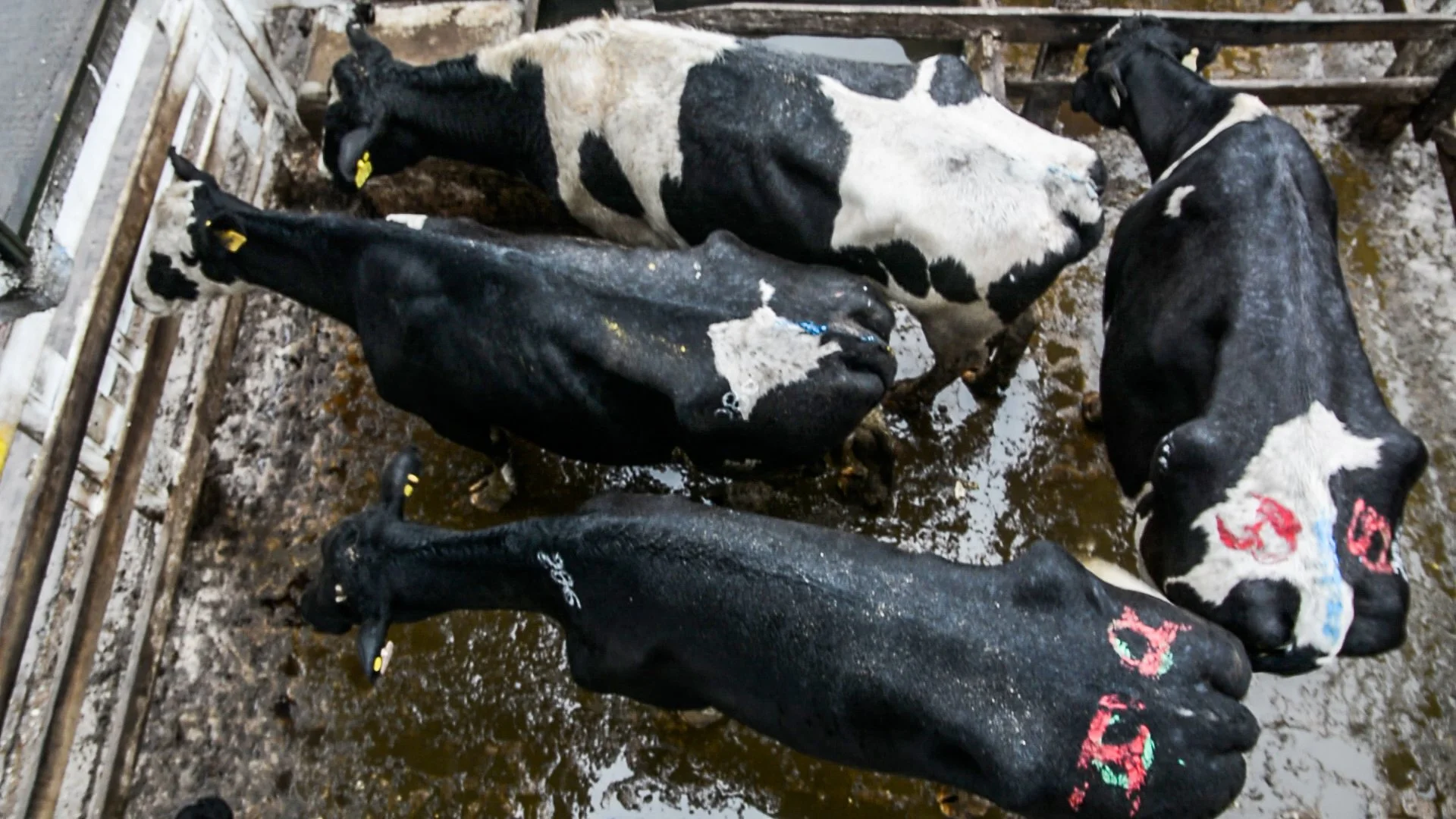 argentinacattle-9-of-10jpg.jpg