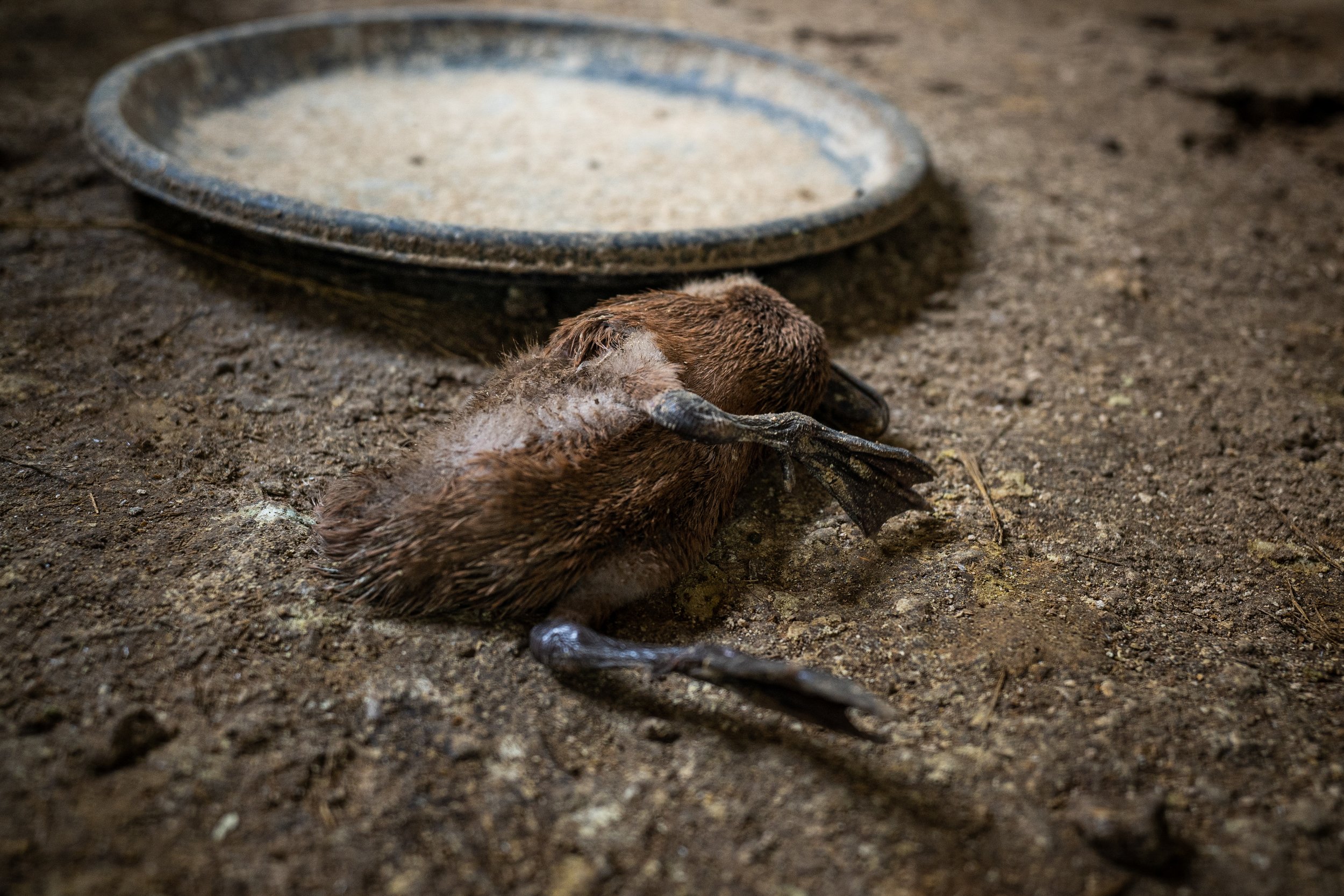 duck farm indonesia-82.jpg
