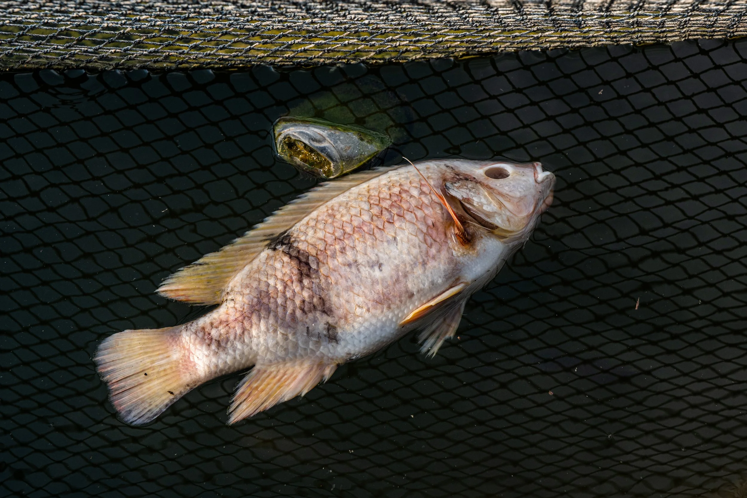 fish farm indonesia-15.jpg