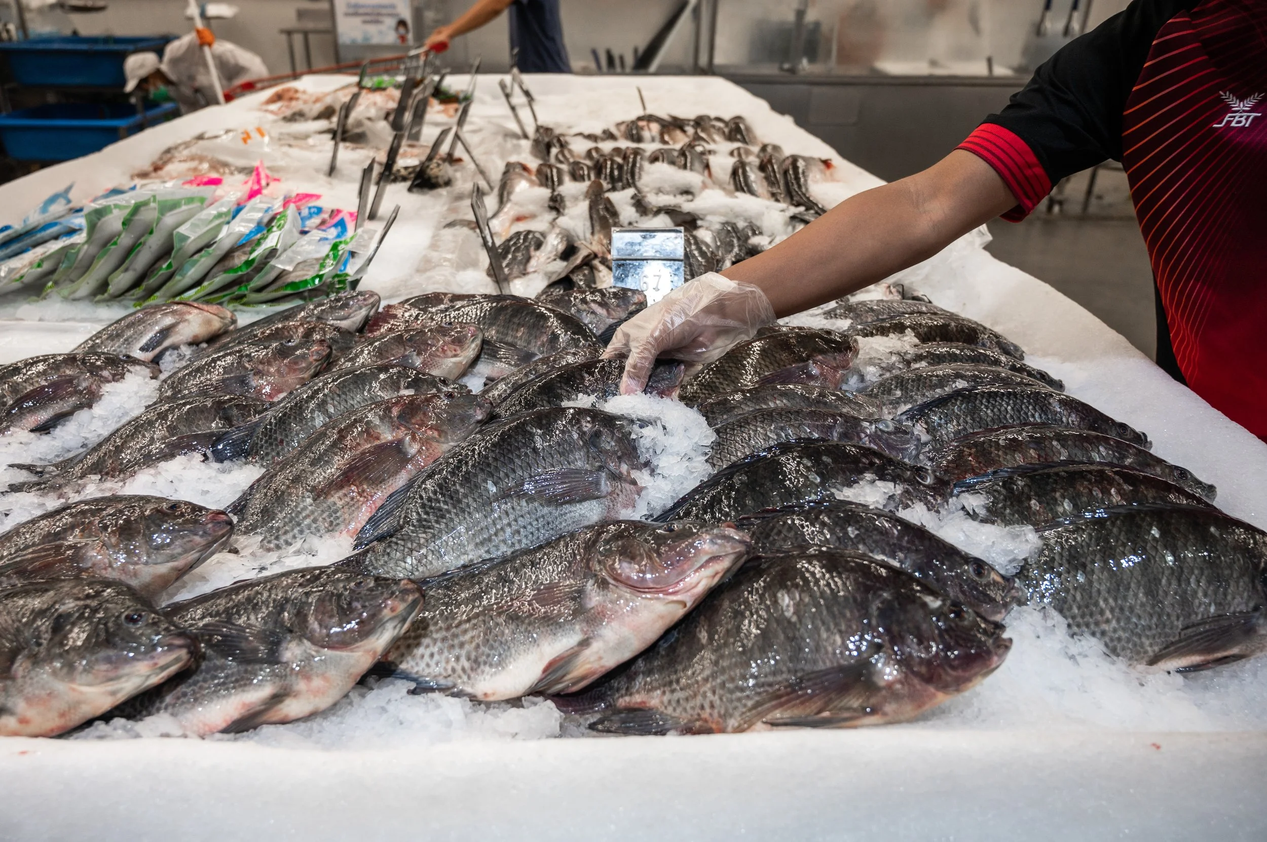 fish farm thailand-97.jpg