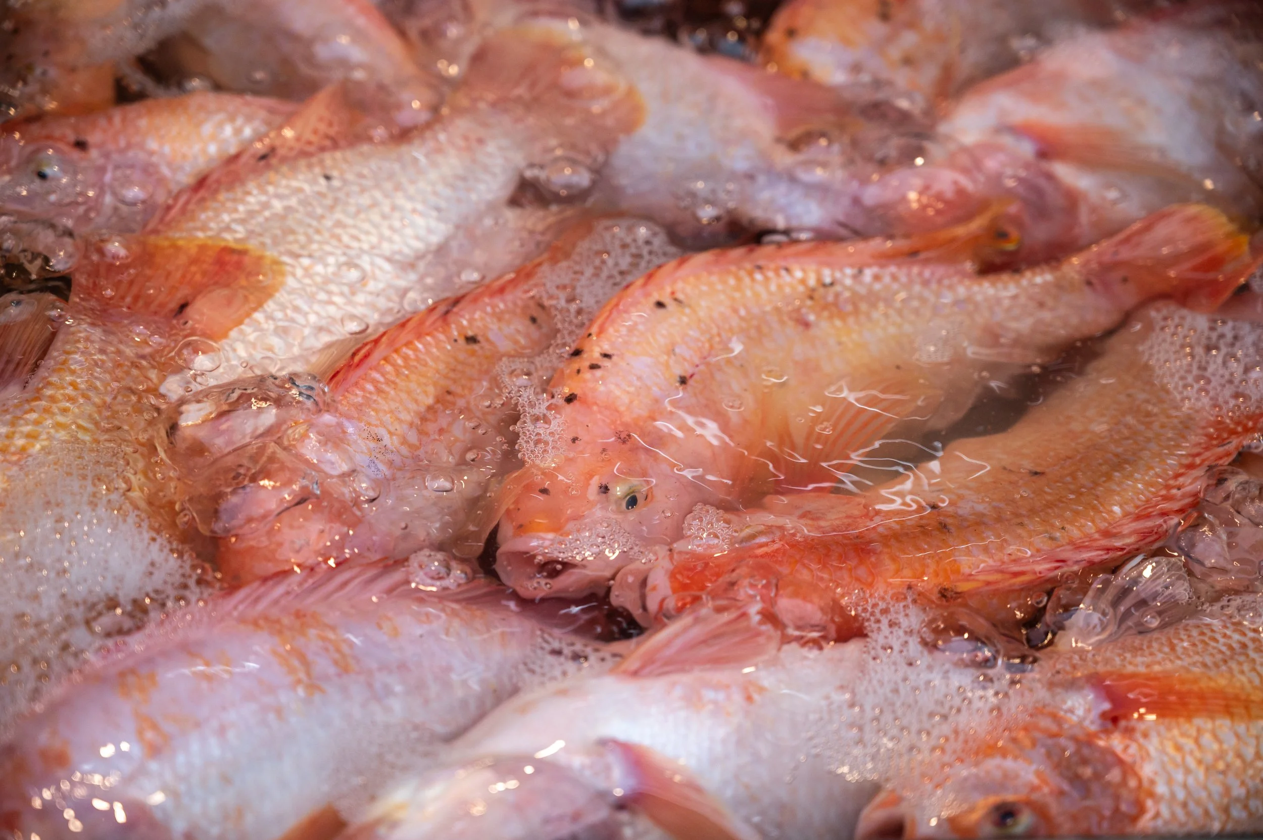 fish farm thailand-91.jpg