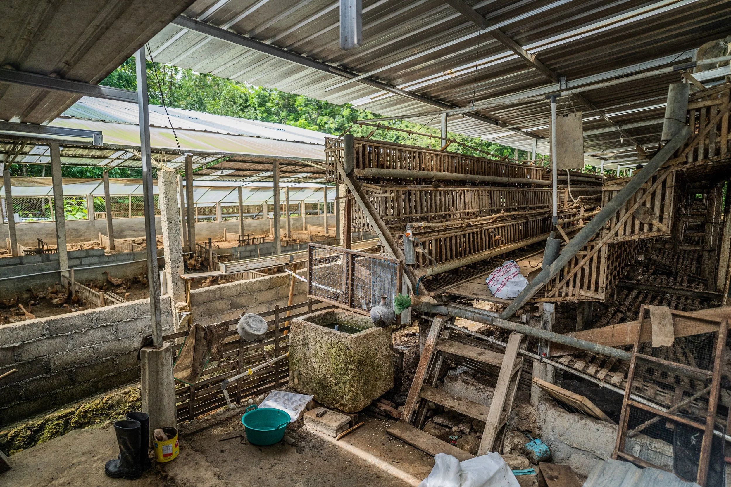 duck farm indonesia-197.jpg