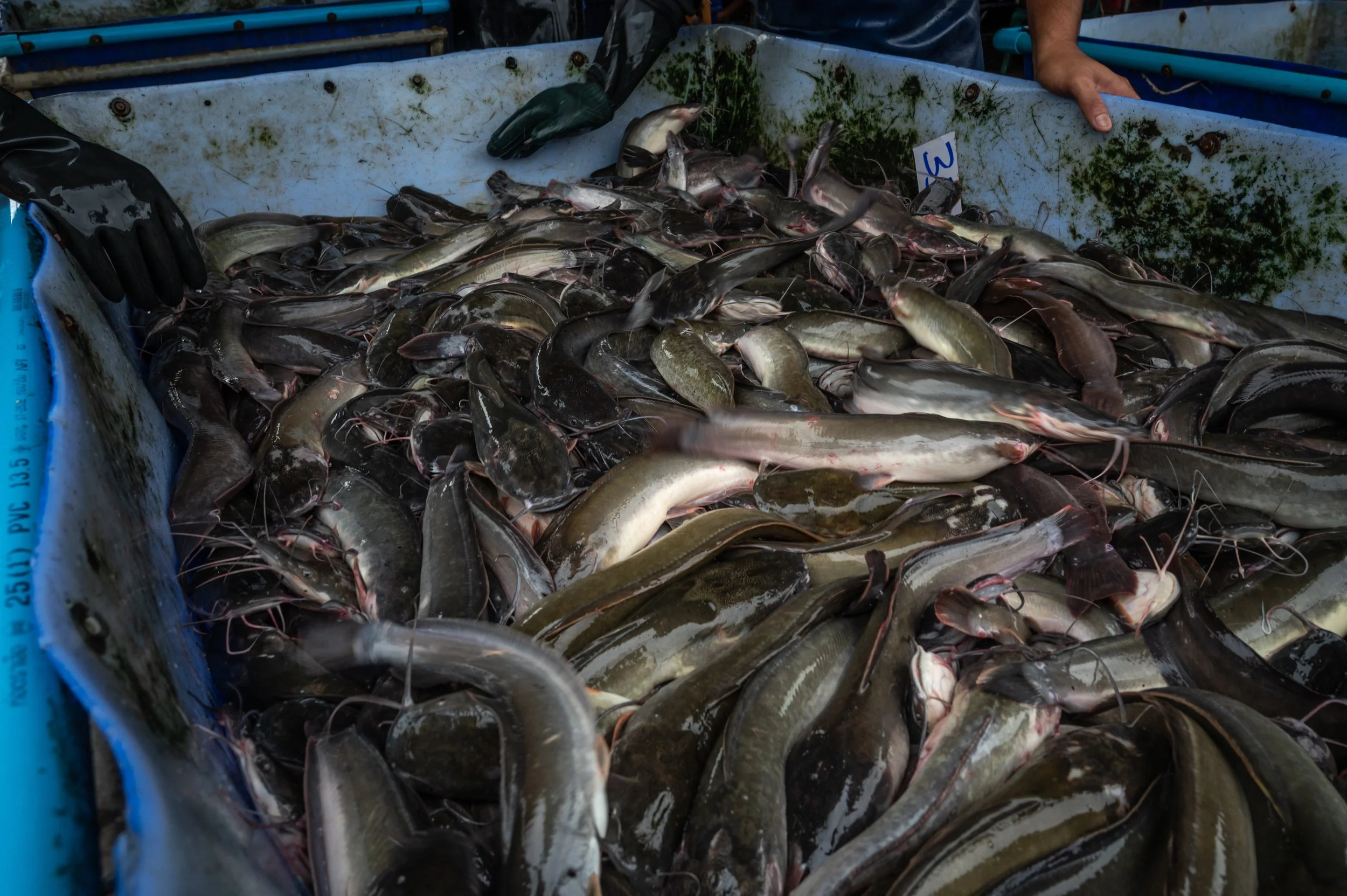 fish farm thailand-33.jpg