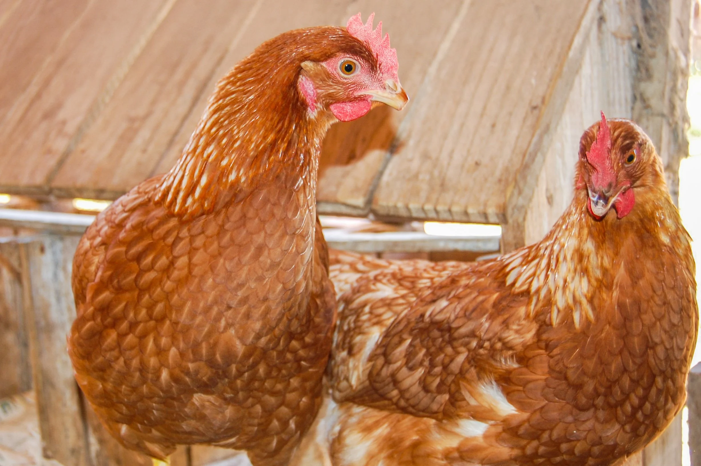 brazilmoreeggfarms-62-of-70jpg.jpg