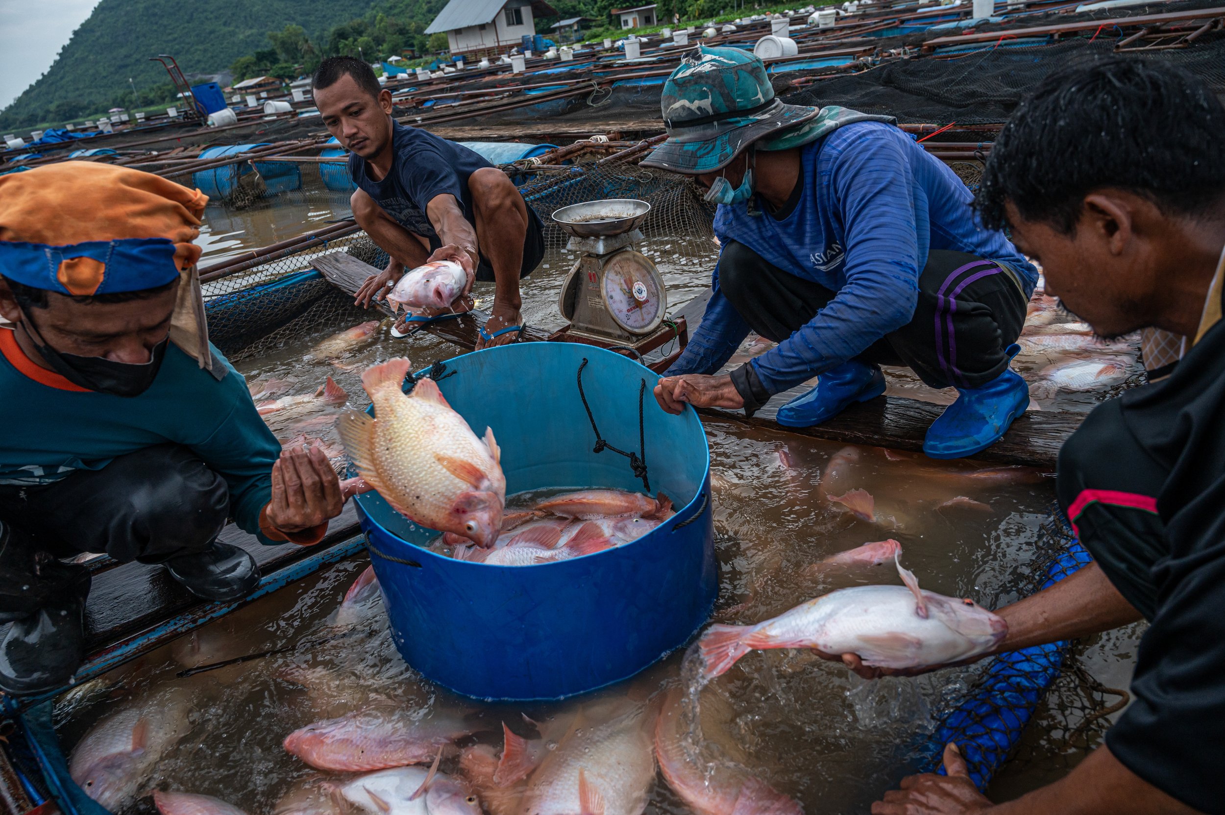 fish farm thailand-227.jpg