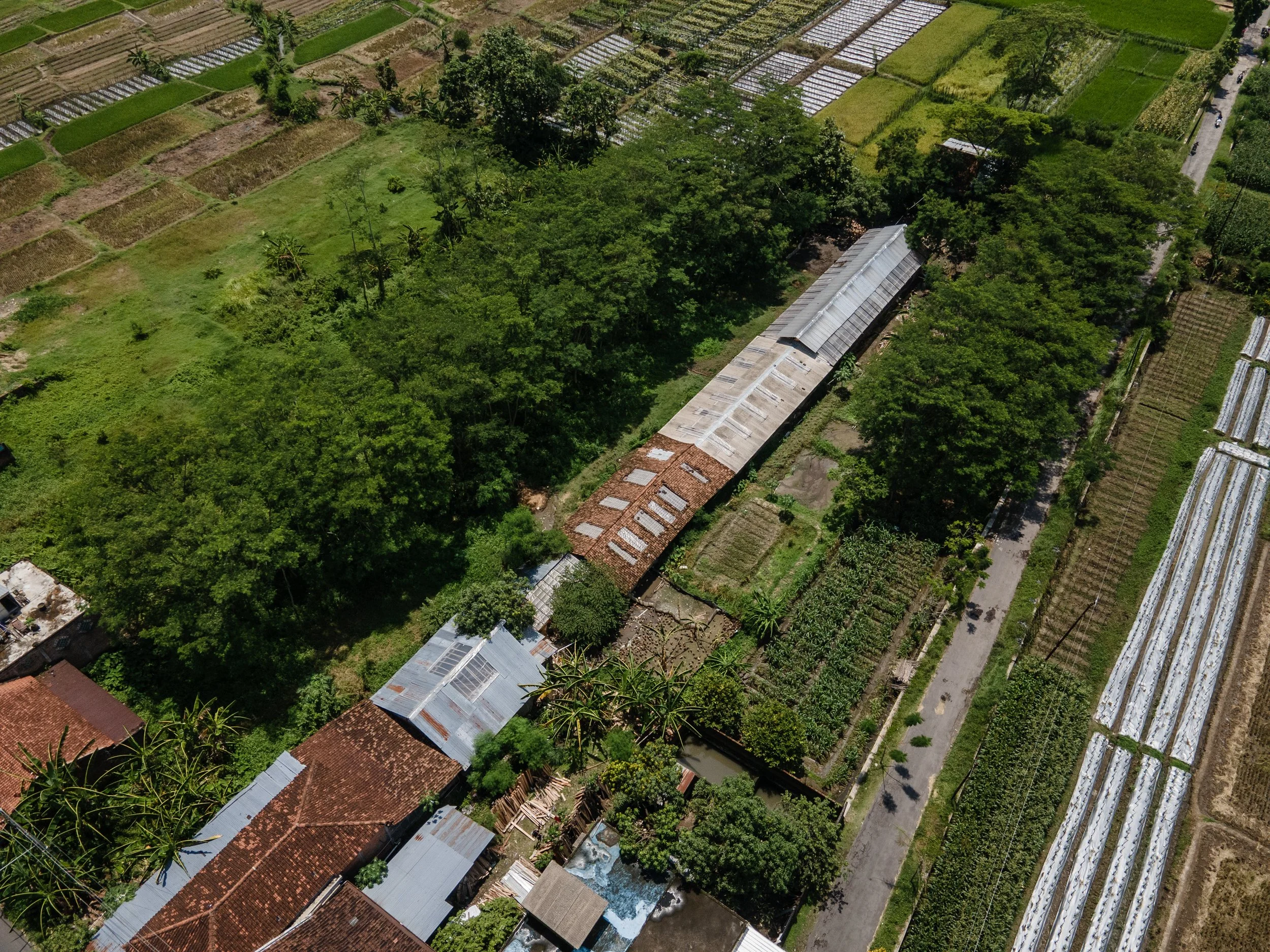 duck farm indonesia-100.jpg