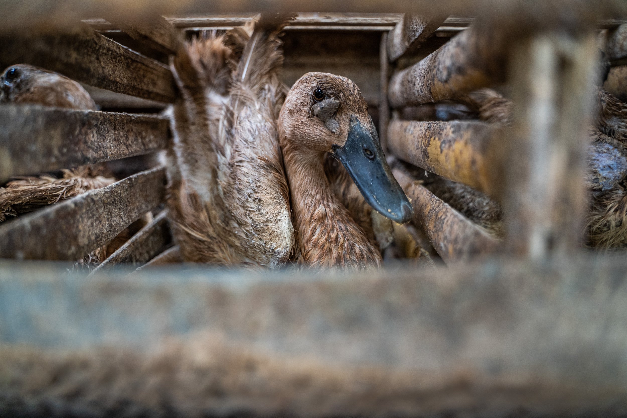 duck farm indonesia-161.jpg