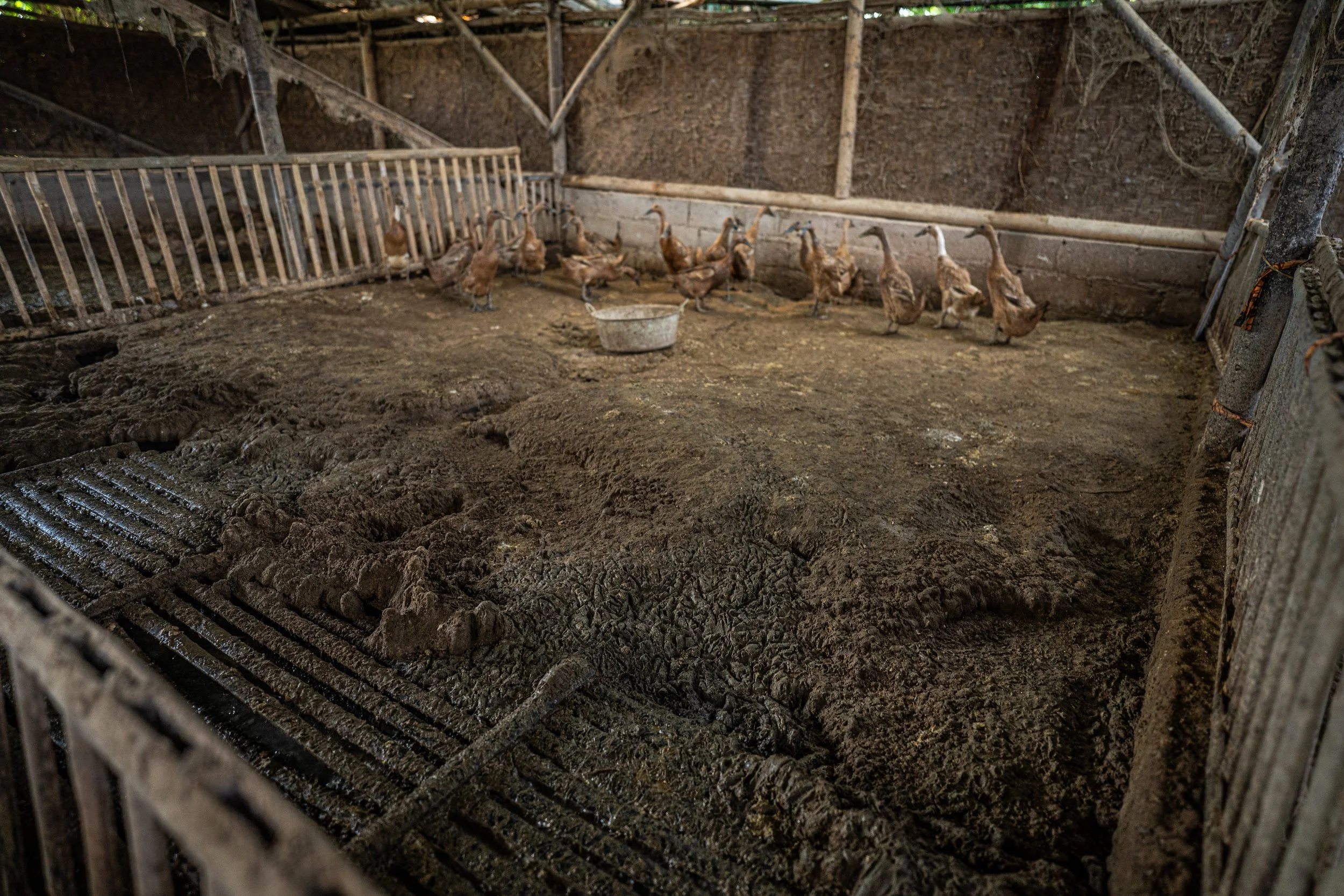 duck farm indonesia-135.jpg