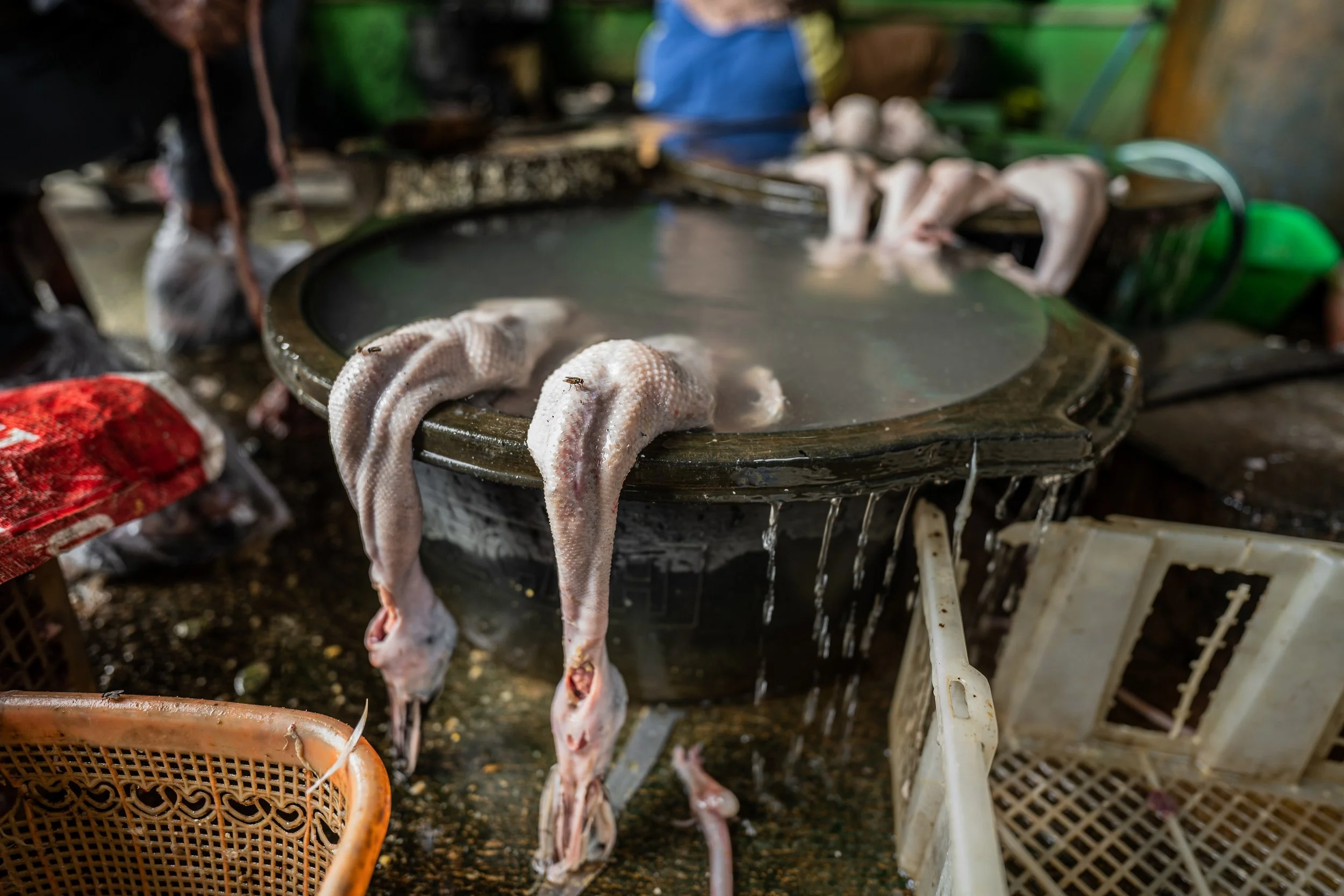 duck farm indonesia-45.jpg