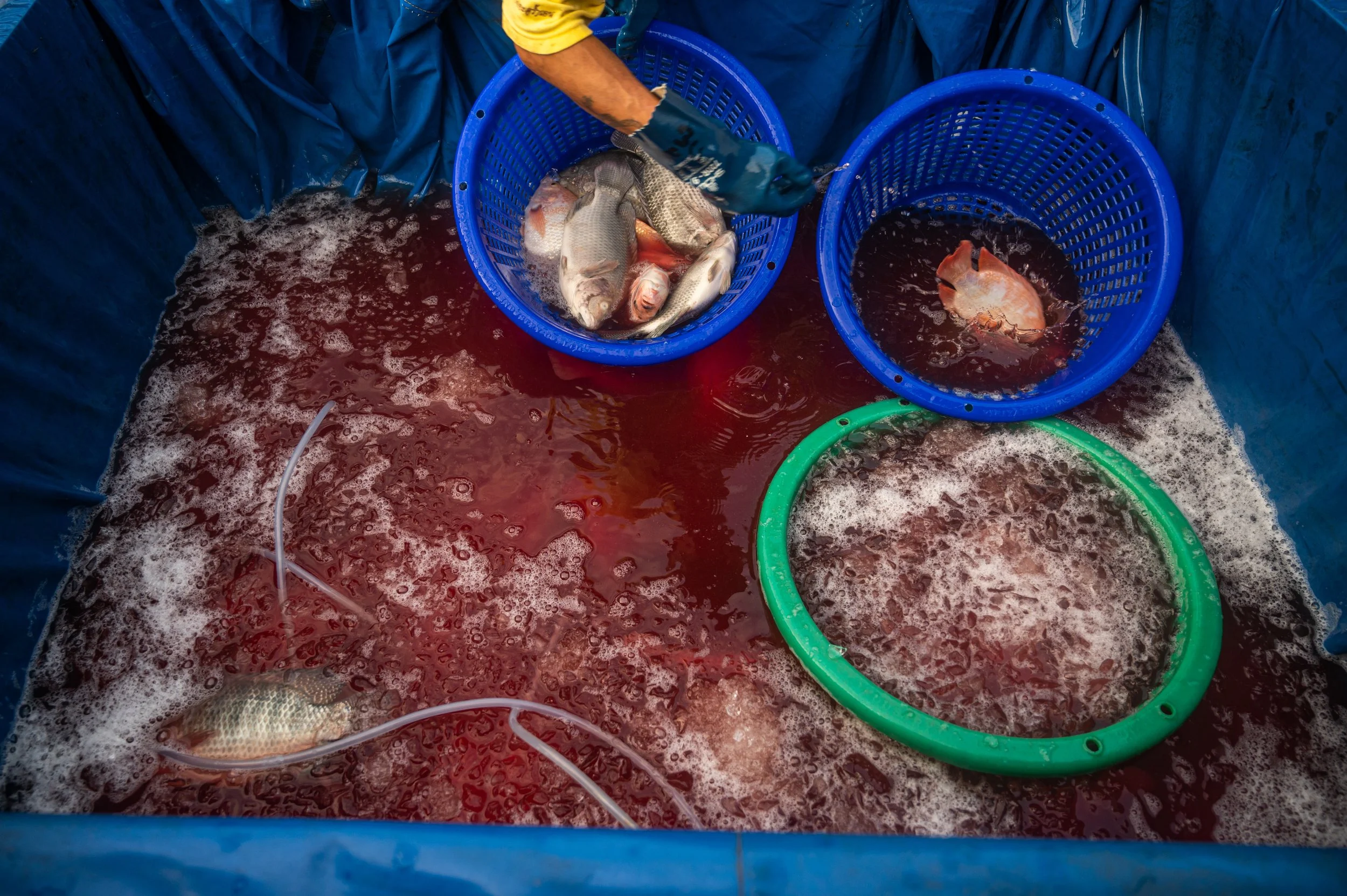 fish farm thailand-191.jpg