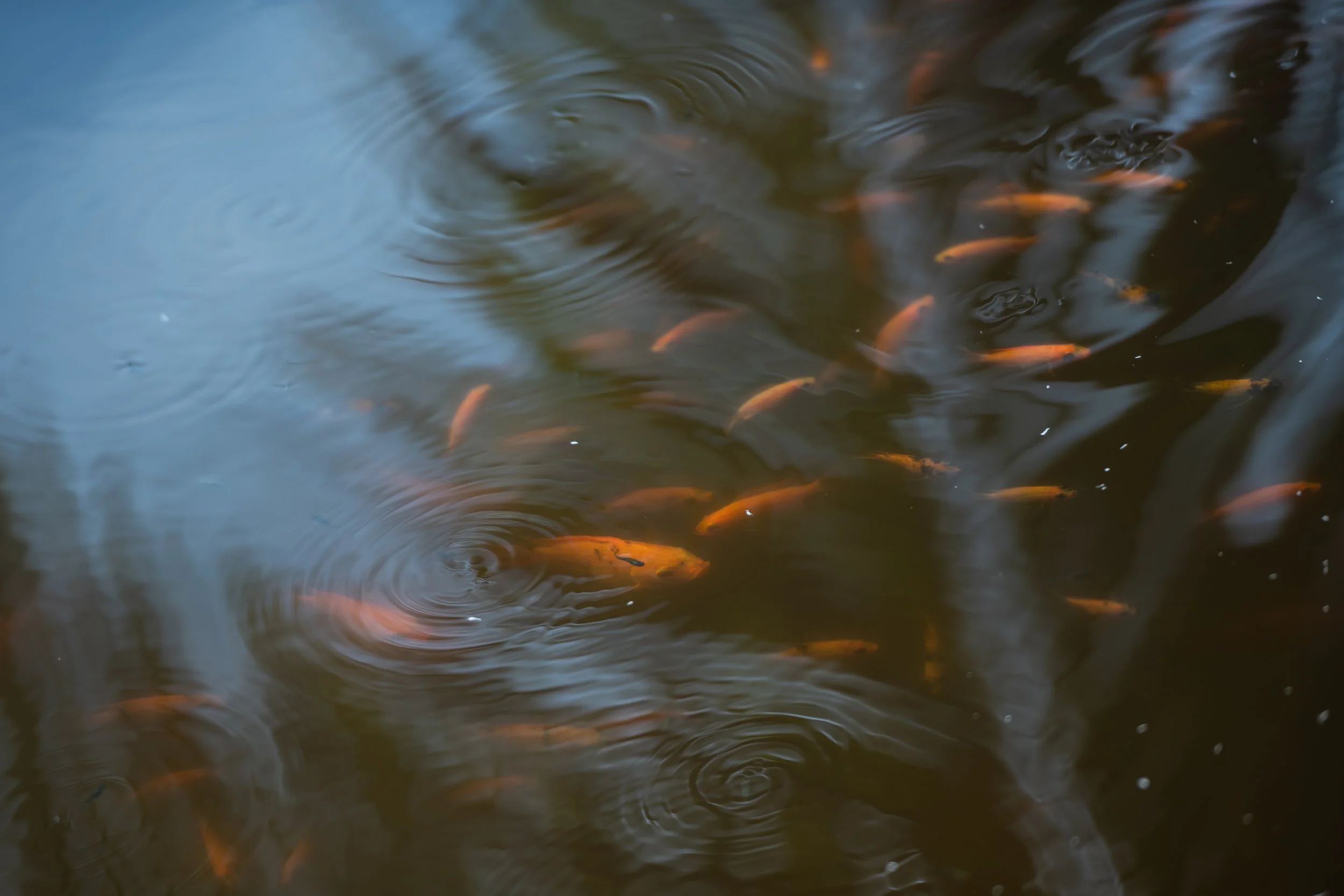 fish farm thailand-195.jpg