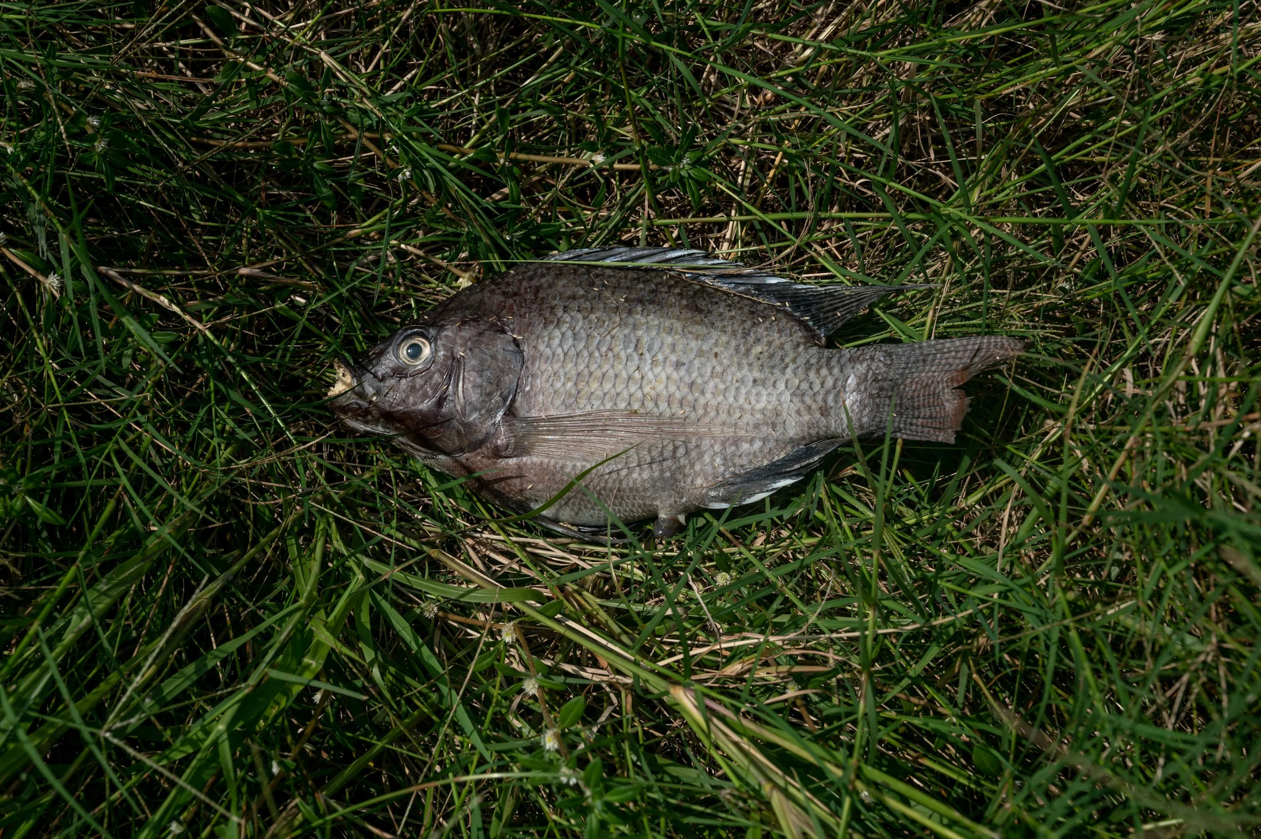 fish farm thailand-117.jpg