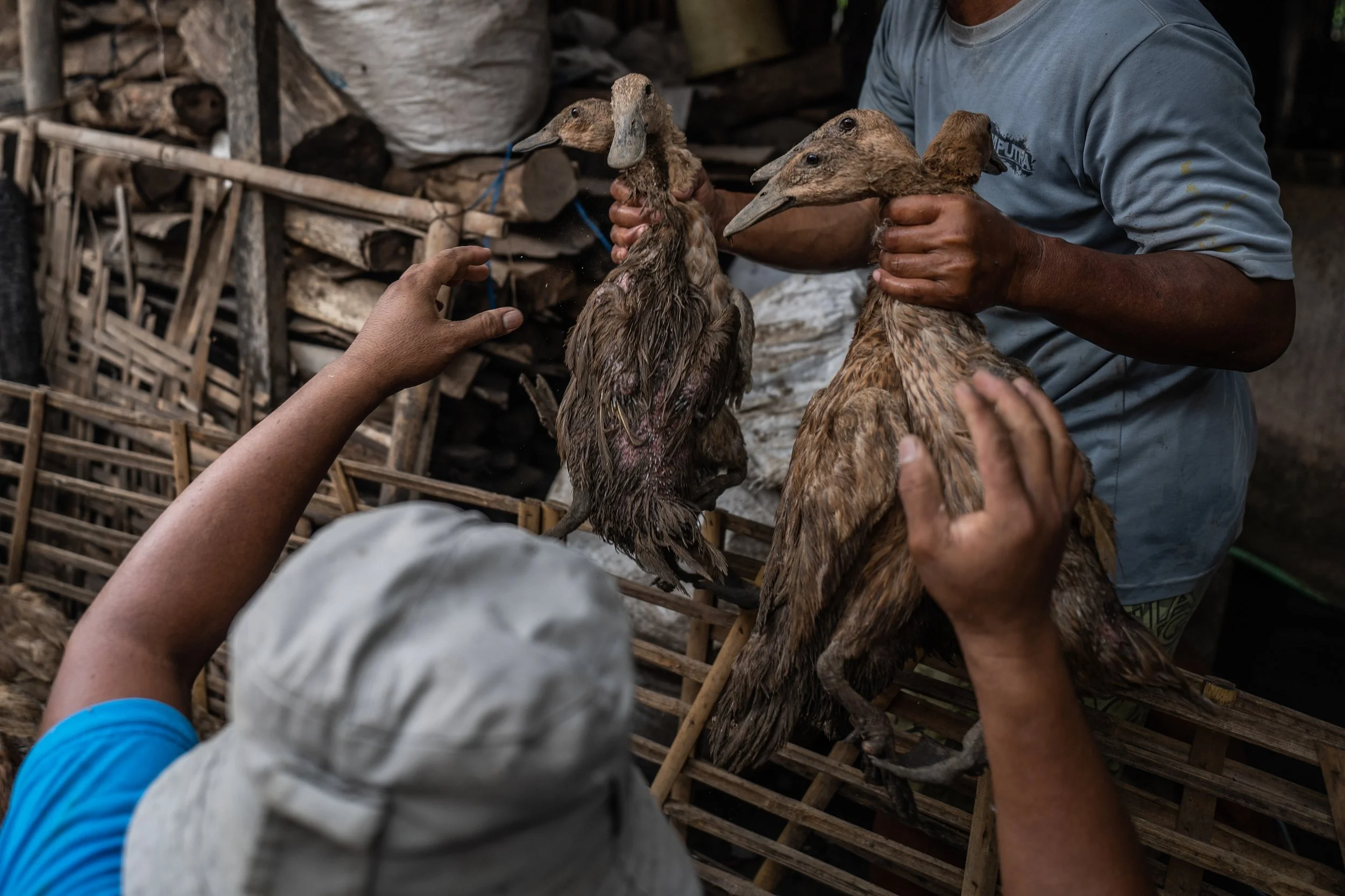 duck farm indonesia-42.jpg