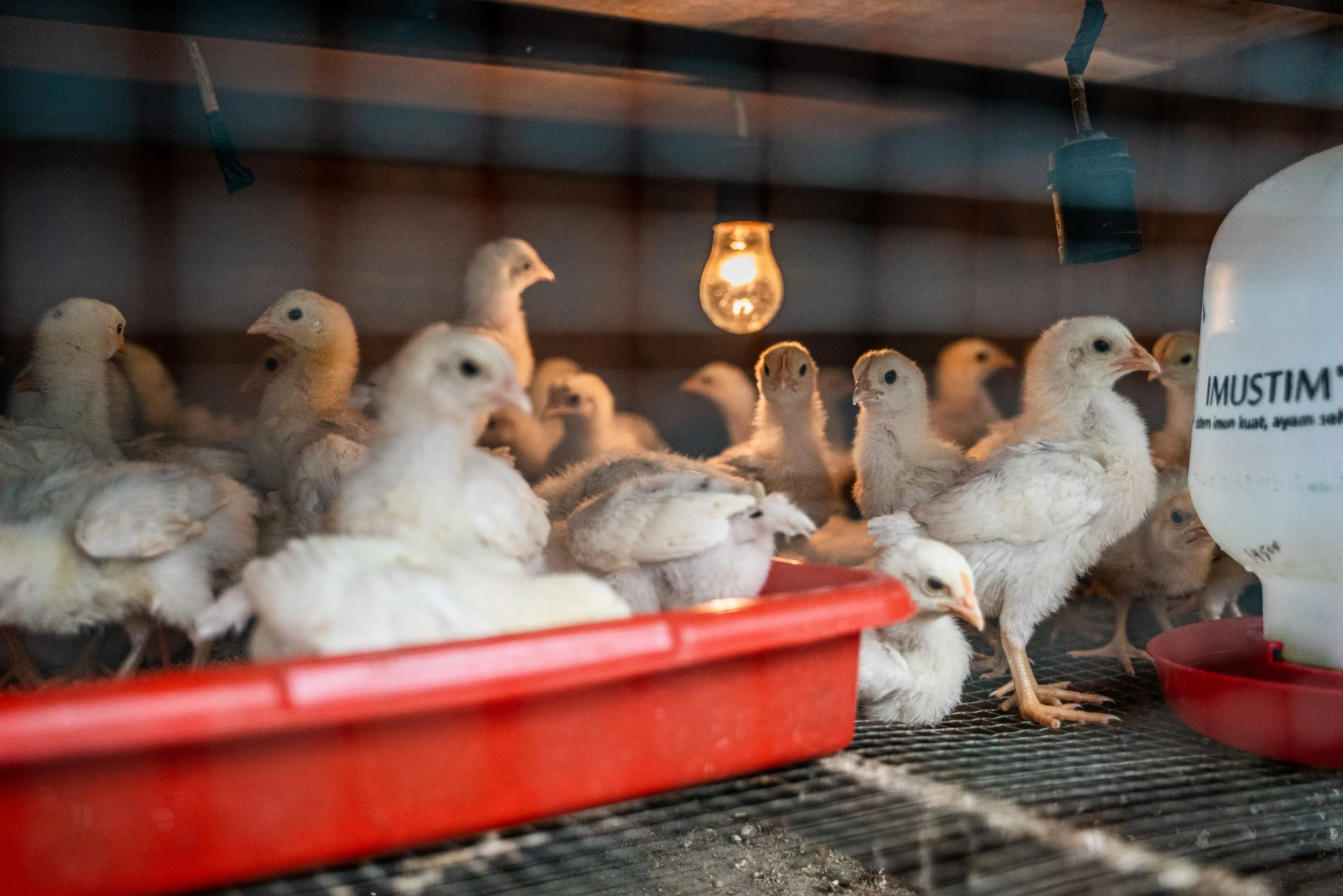 duck farm indonesia-5.jpg