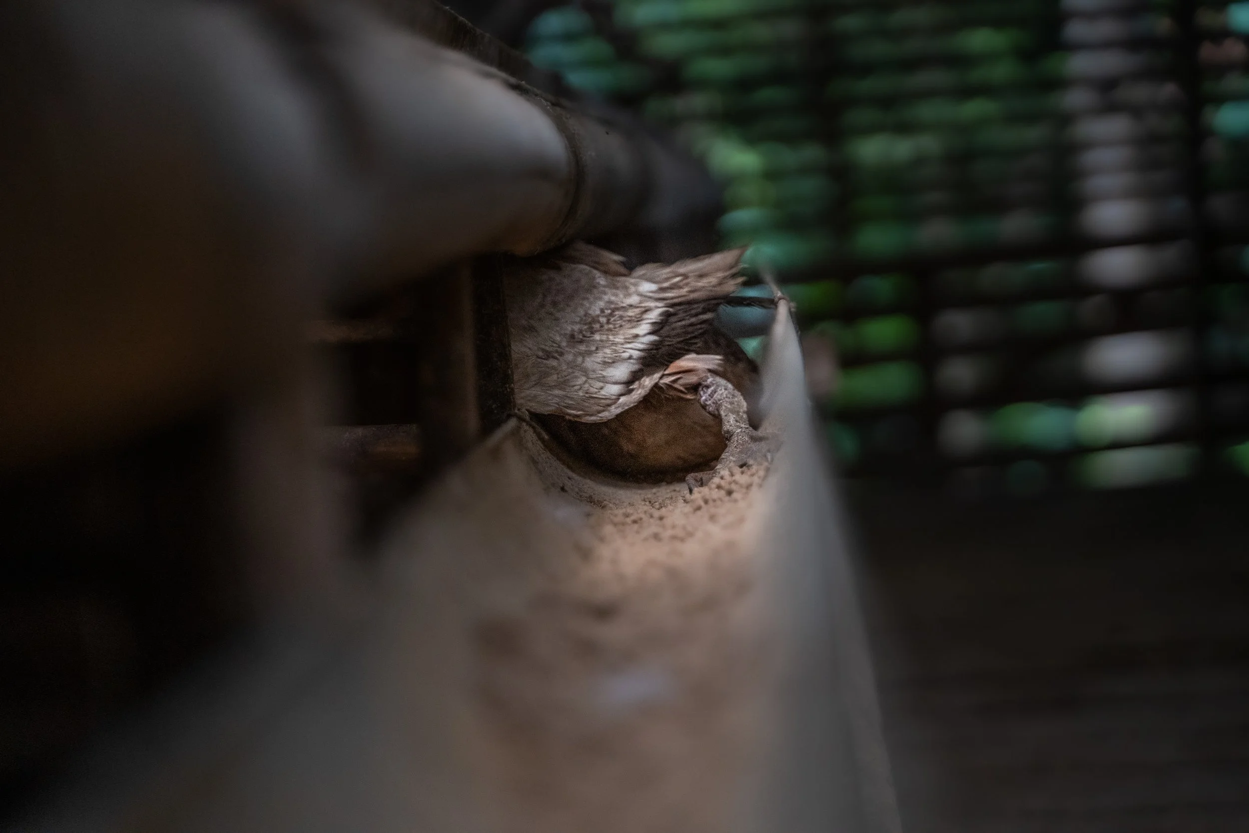 duck farm indonesia-145.jpg