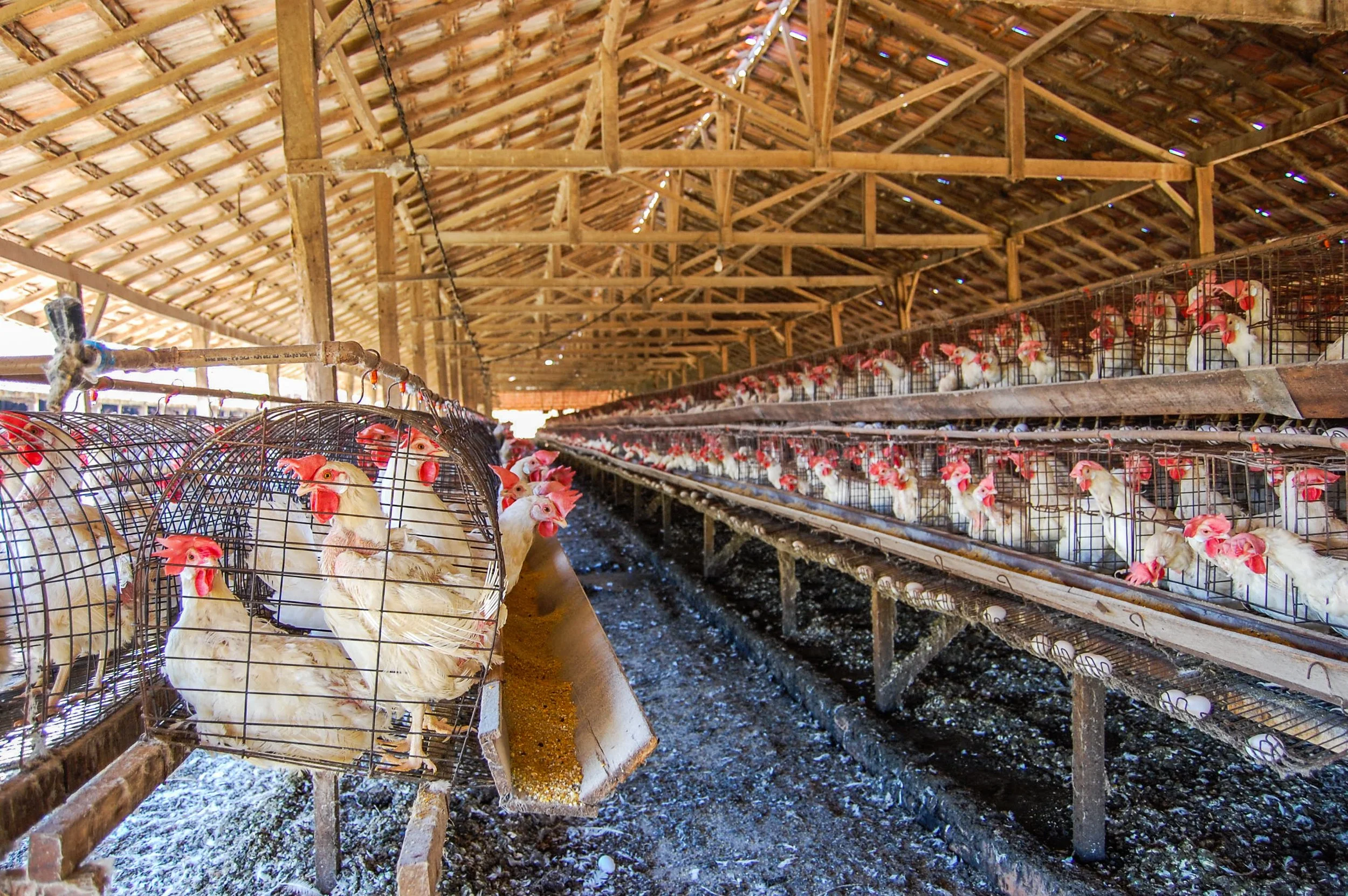 brazilmoreeggfarms-54-of-70jpg.jpg