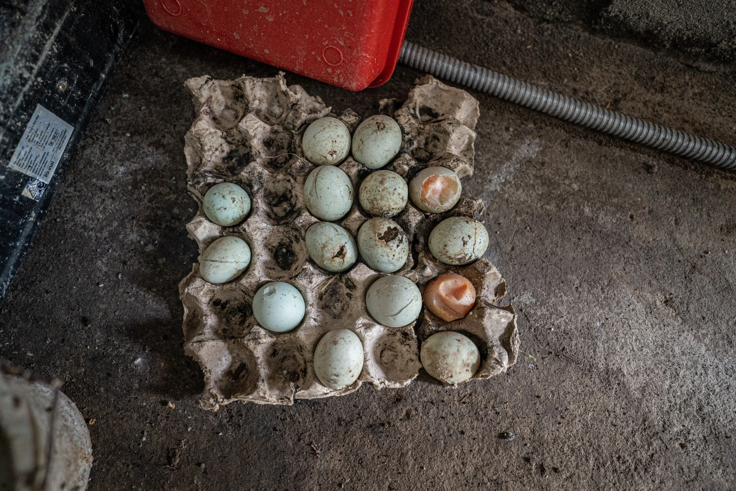 duck farm indonesia-186.jpg