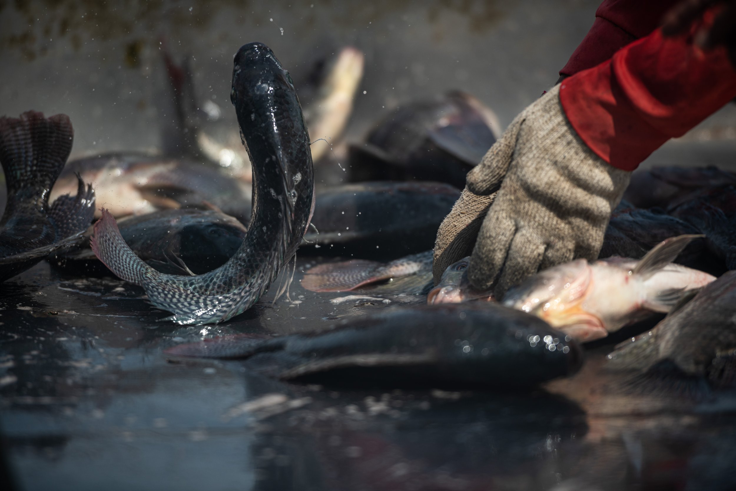 fish farm thailand-164.jpg