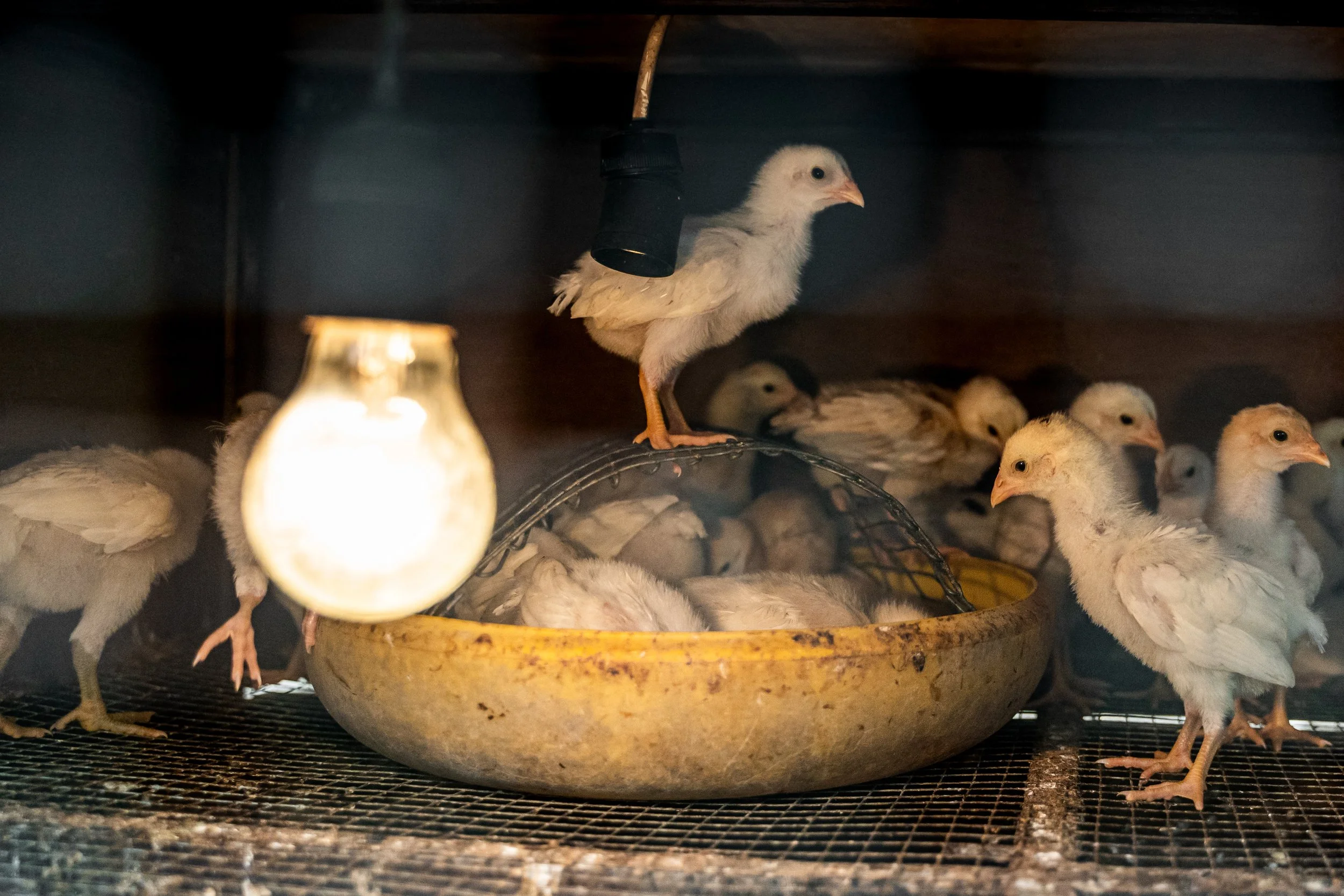 duck farm indonesia-123.jpg
