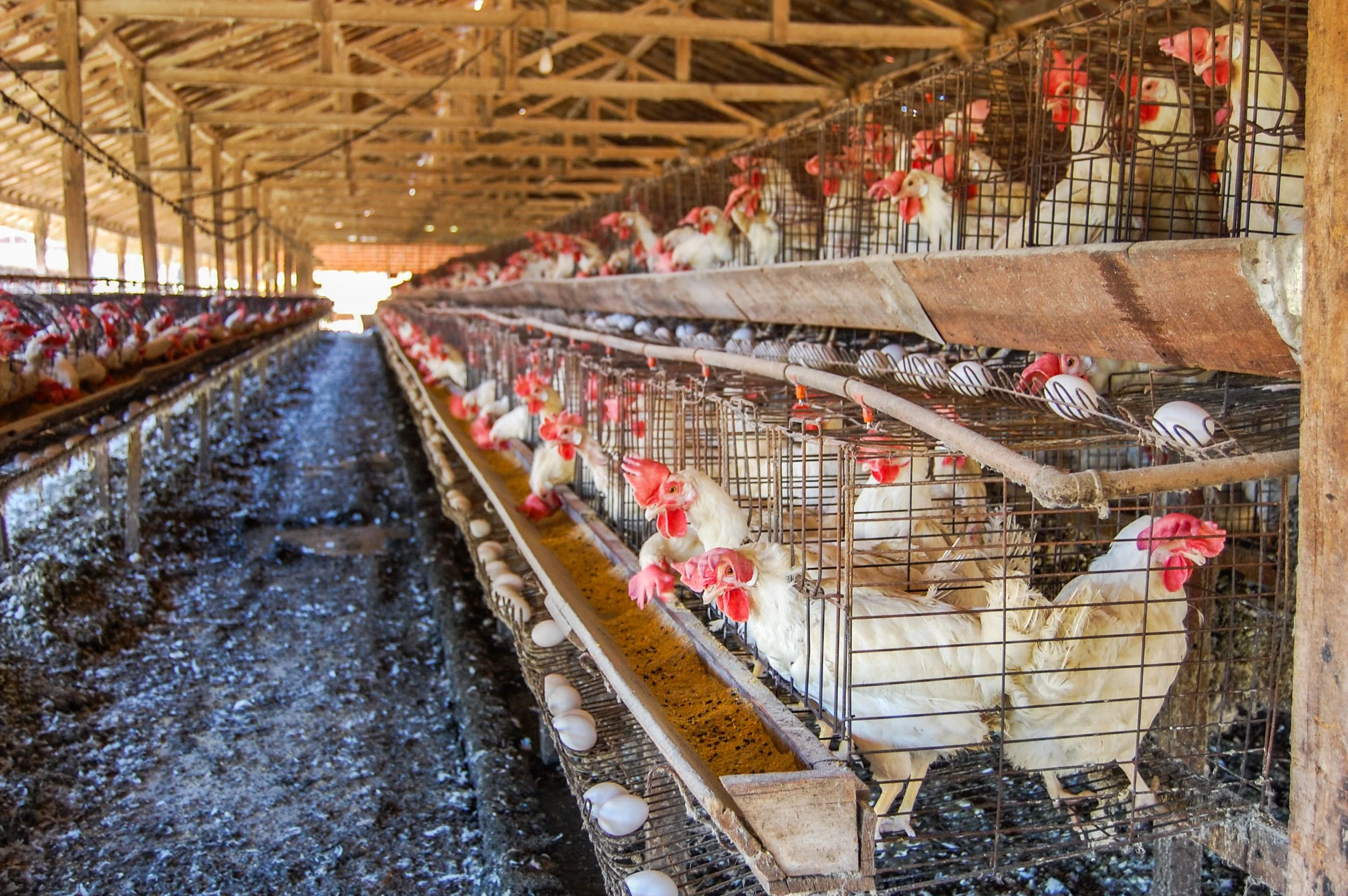 brazilmoreeggfarms-56-of-70jpg.jpg
