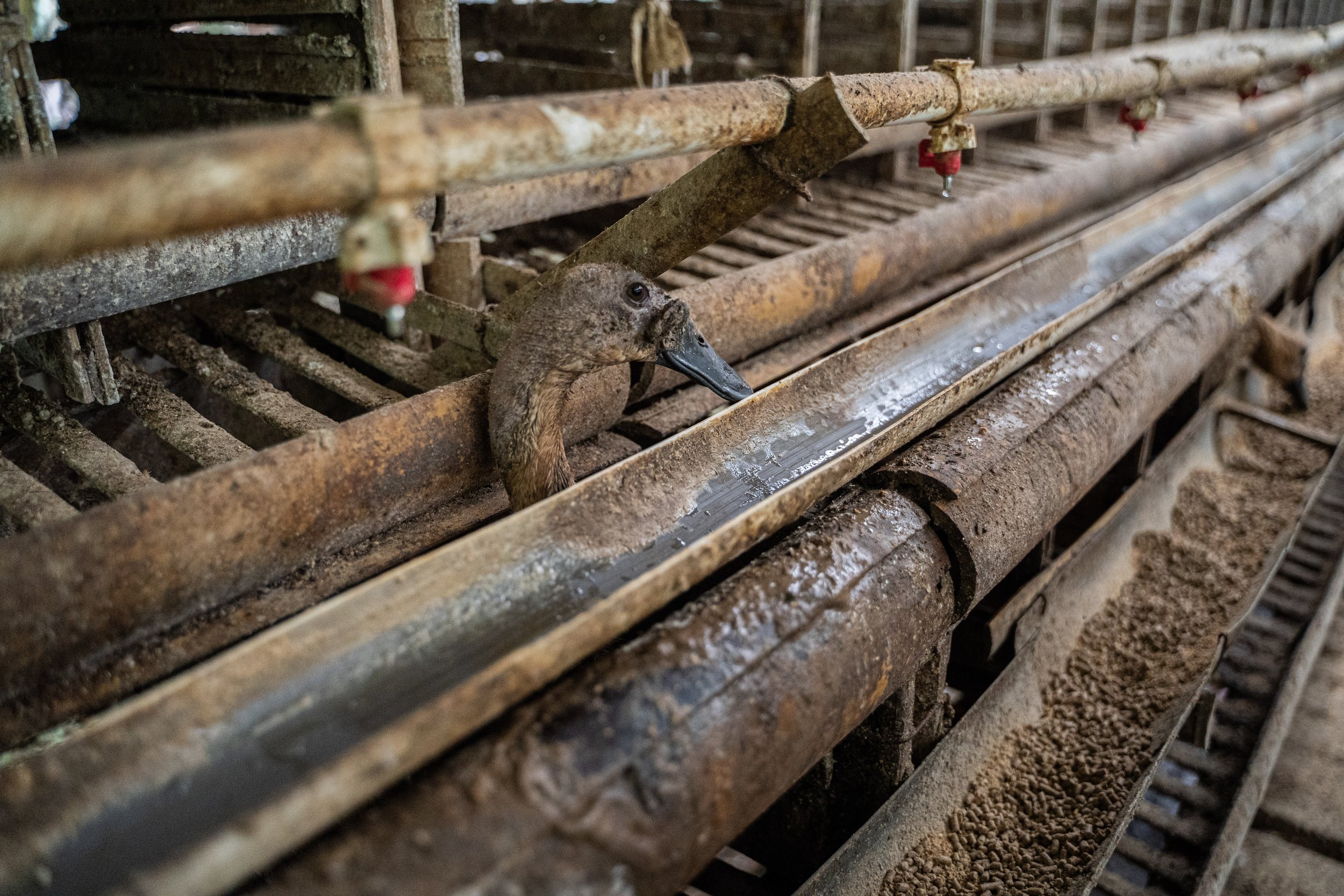 duck farm indonesia-2.jpg