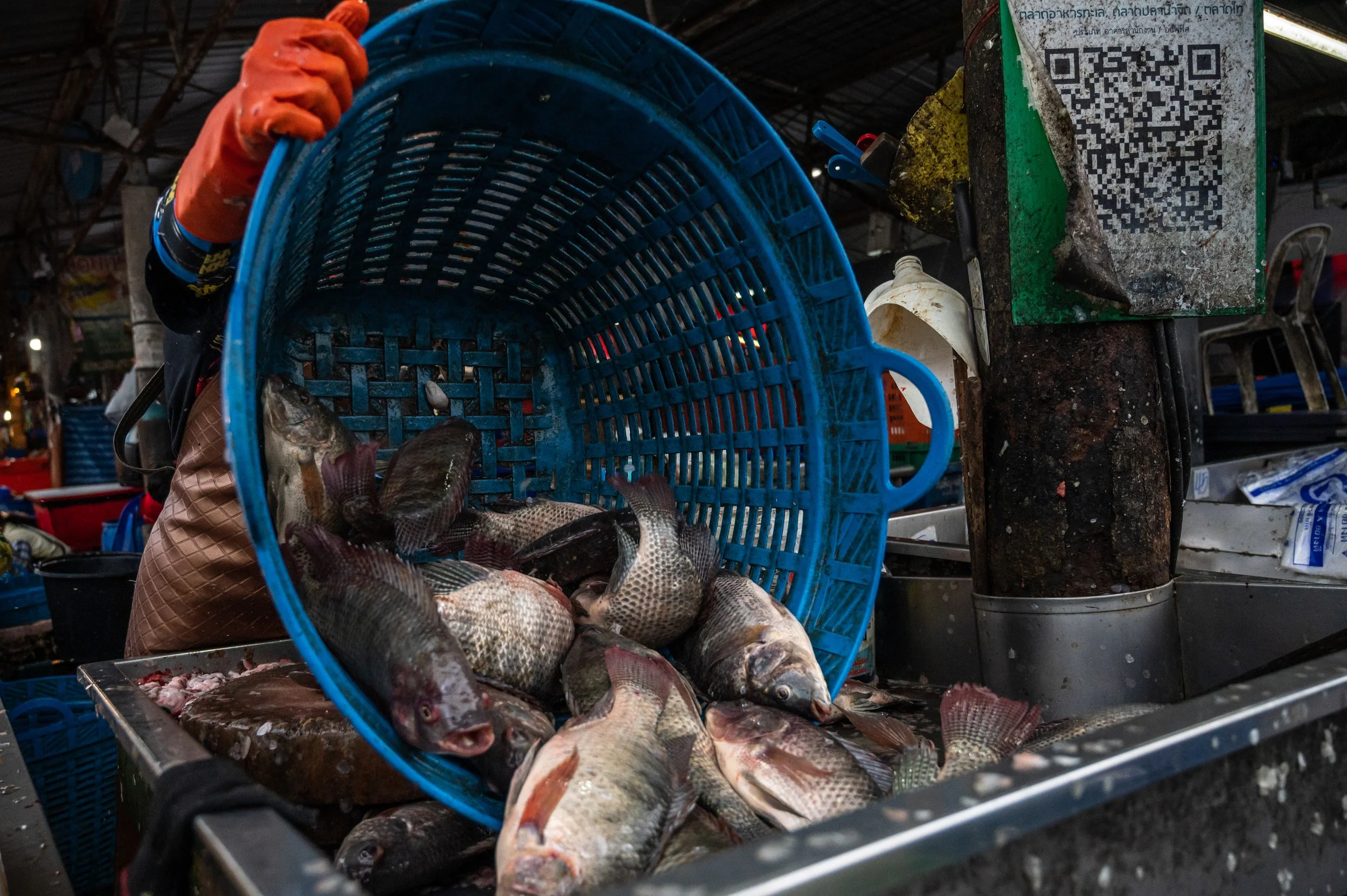 fish farm thailand-69.jpg