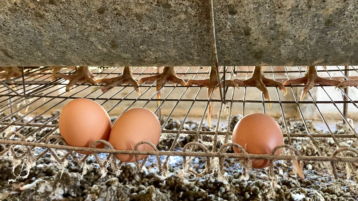 Three eggs resting on cage floor above the the pile of hens feces