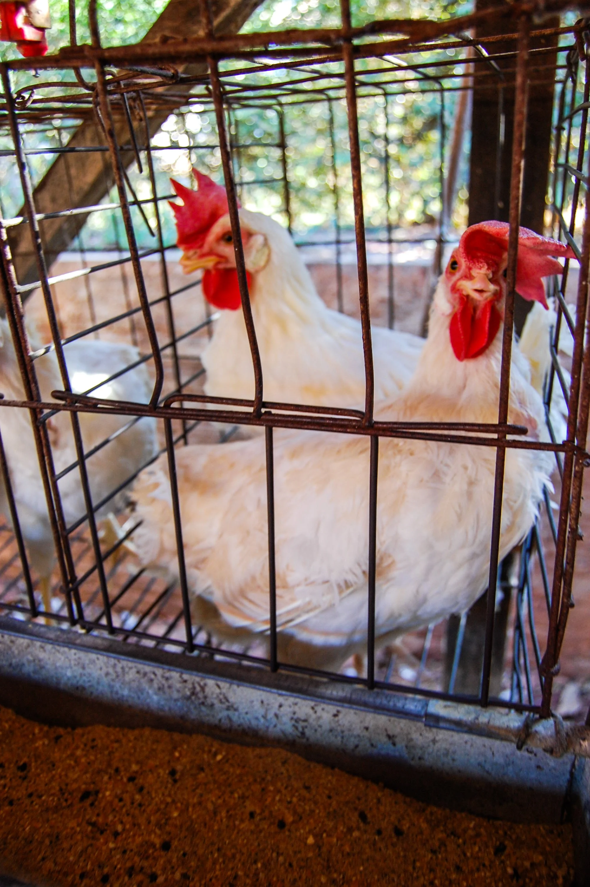 brazilmoreeggfarms-8-of-70jpg.jpg
