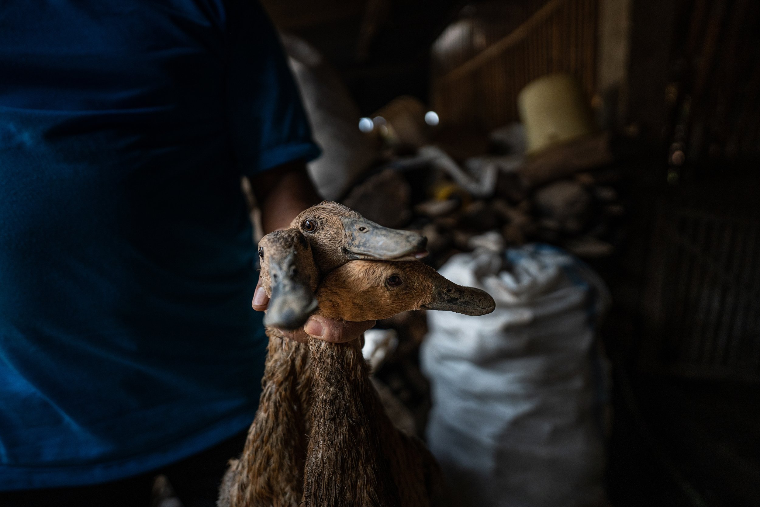 duck farm indonesia-77.jpg