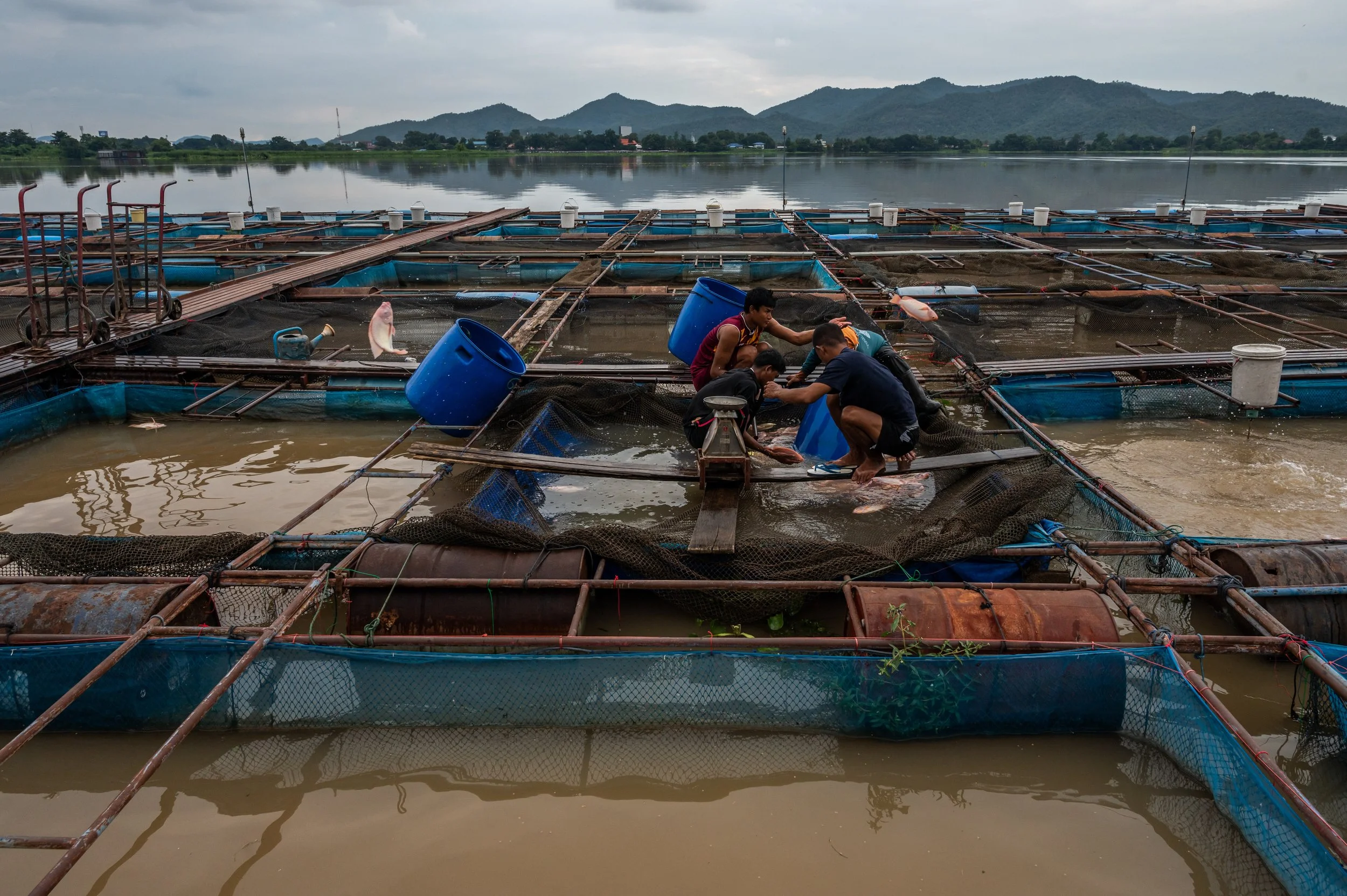 fish farm thailand-202.jpg
