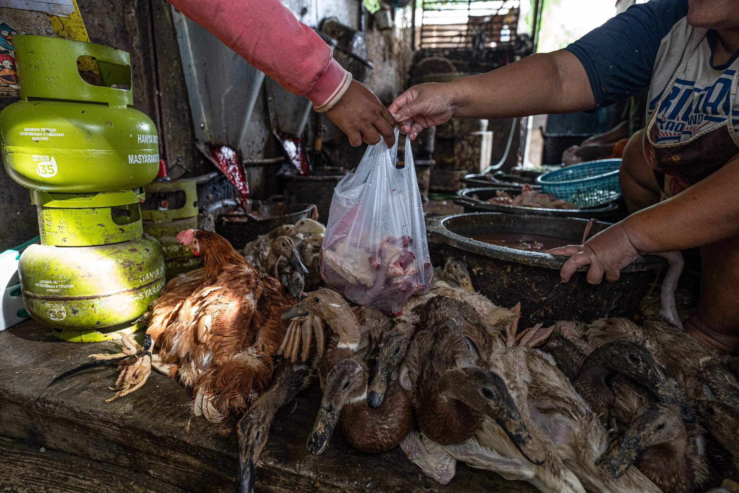 duck farm indonesia-44.jpg