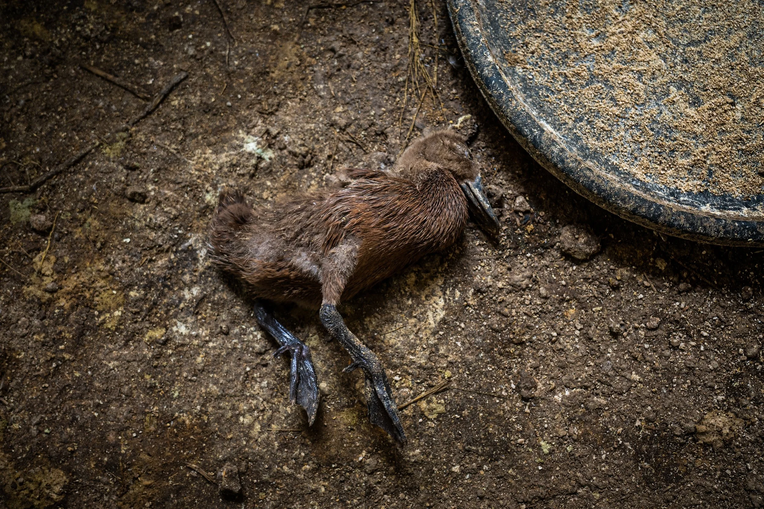 duck farm indonesia-95.jpg