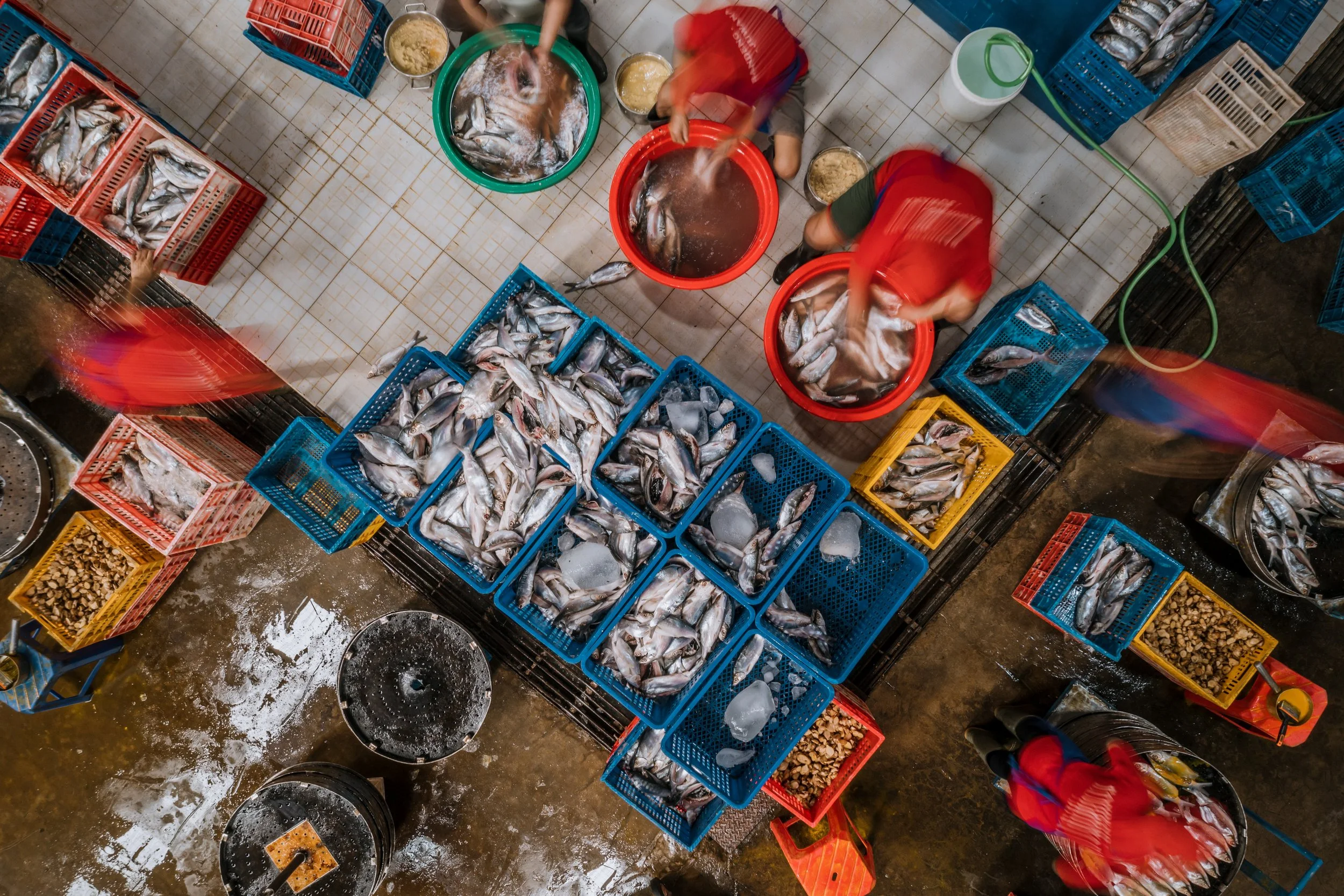 fish farm indonesia-33.jpg