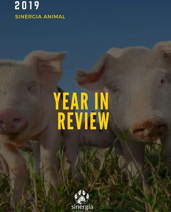 Cover of a 2019 annual review publication by Sinergia Animal featuring two piglets standing in a grassy field under a blue sky.