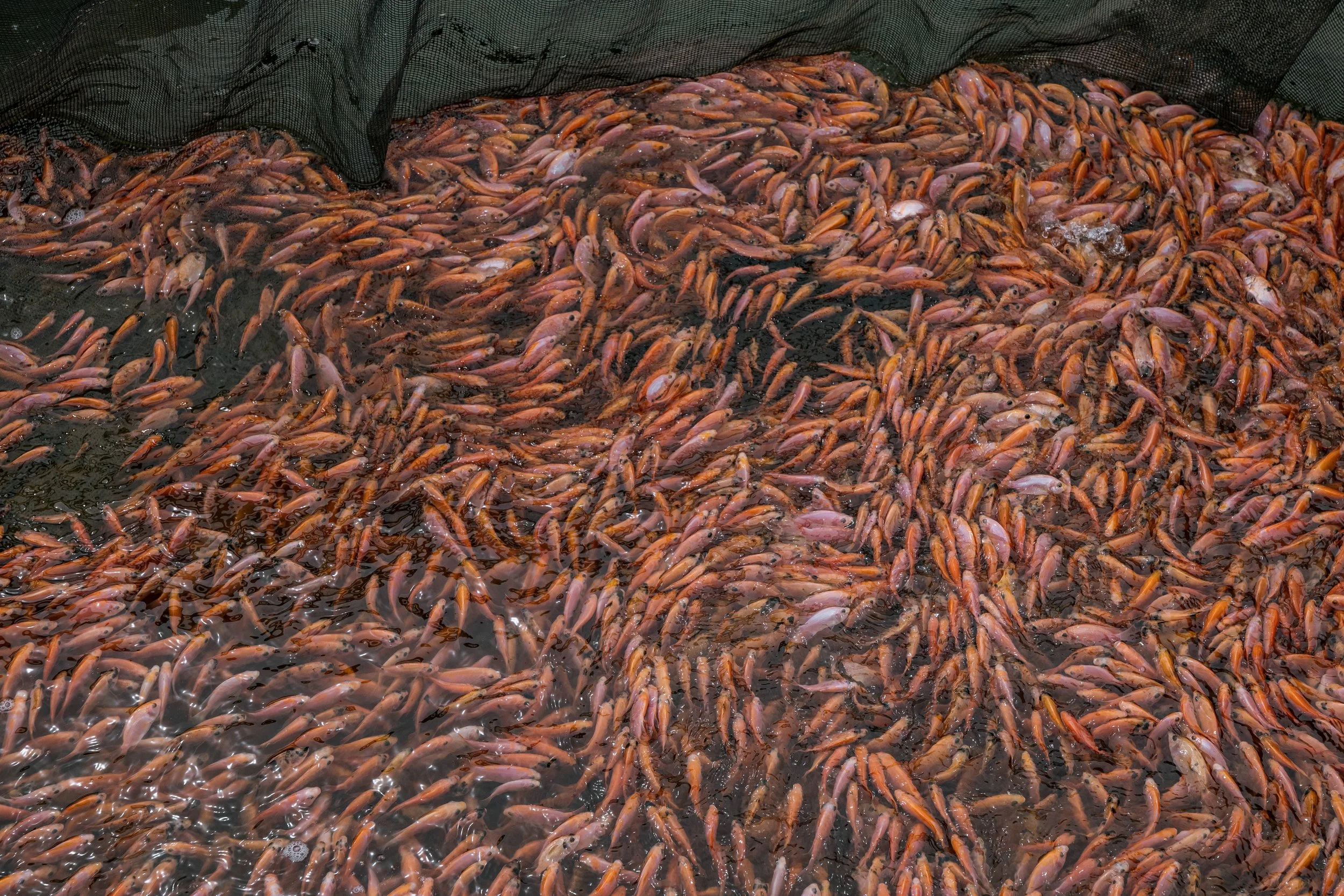 fish farm indonesia-47.jpg