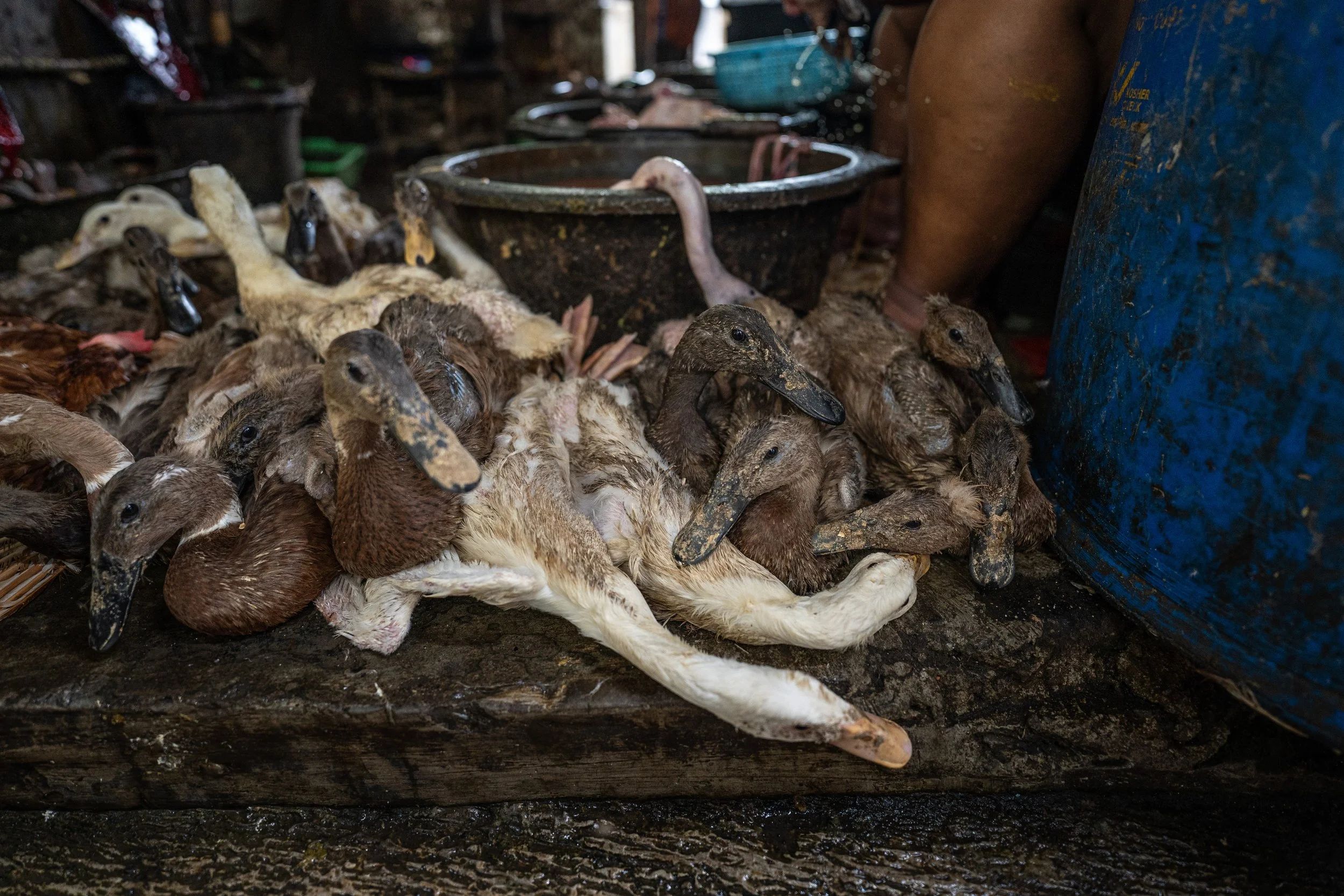 duck farm indonesia-34.jpg