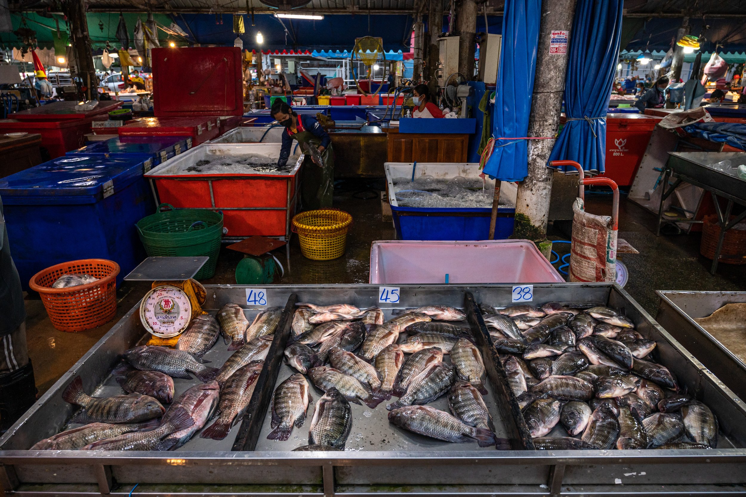 fish farm thailand-144.jpg