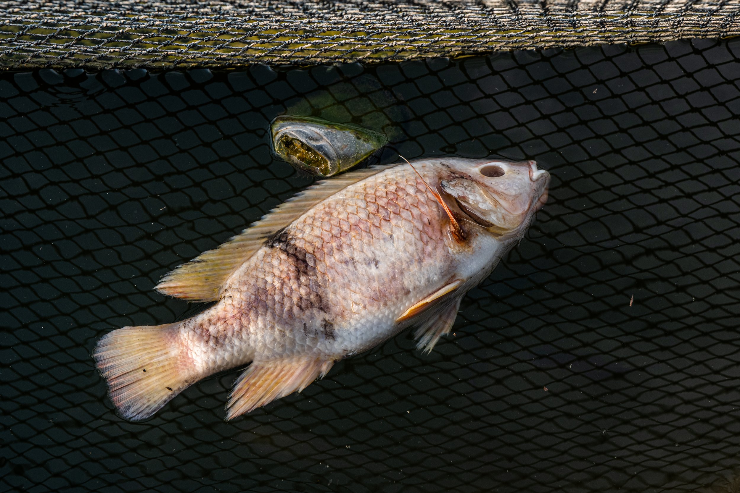Indonesian fish farms and markets (2022)