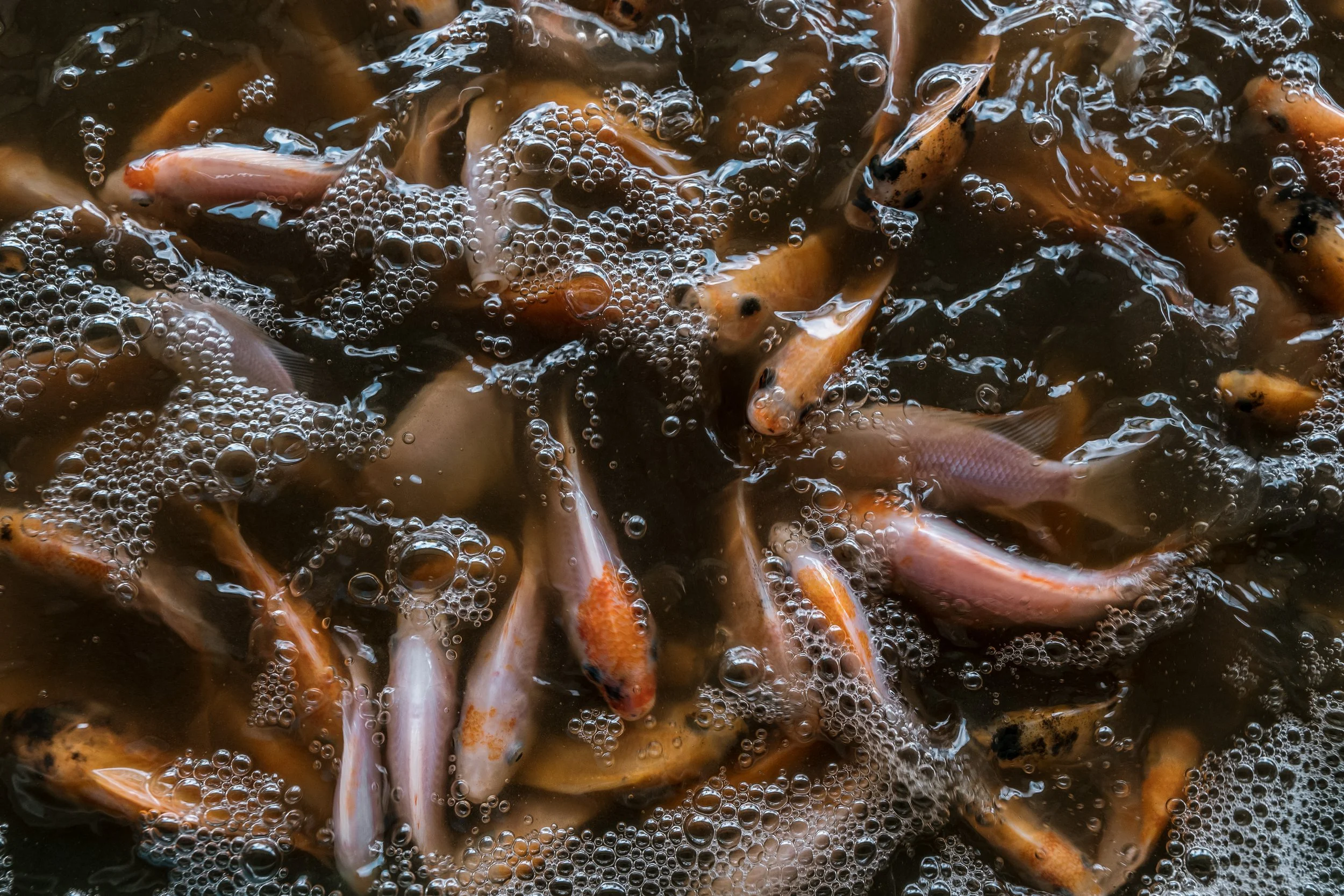 fish farm indonesia-54.jpg